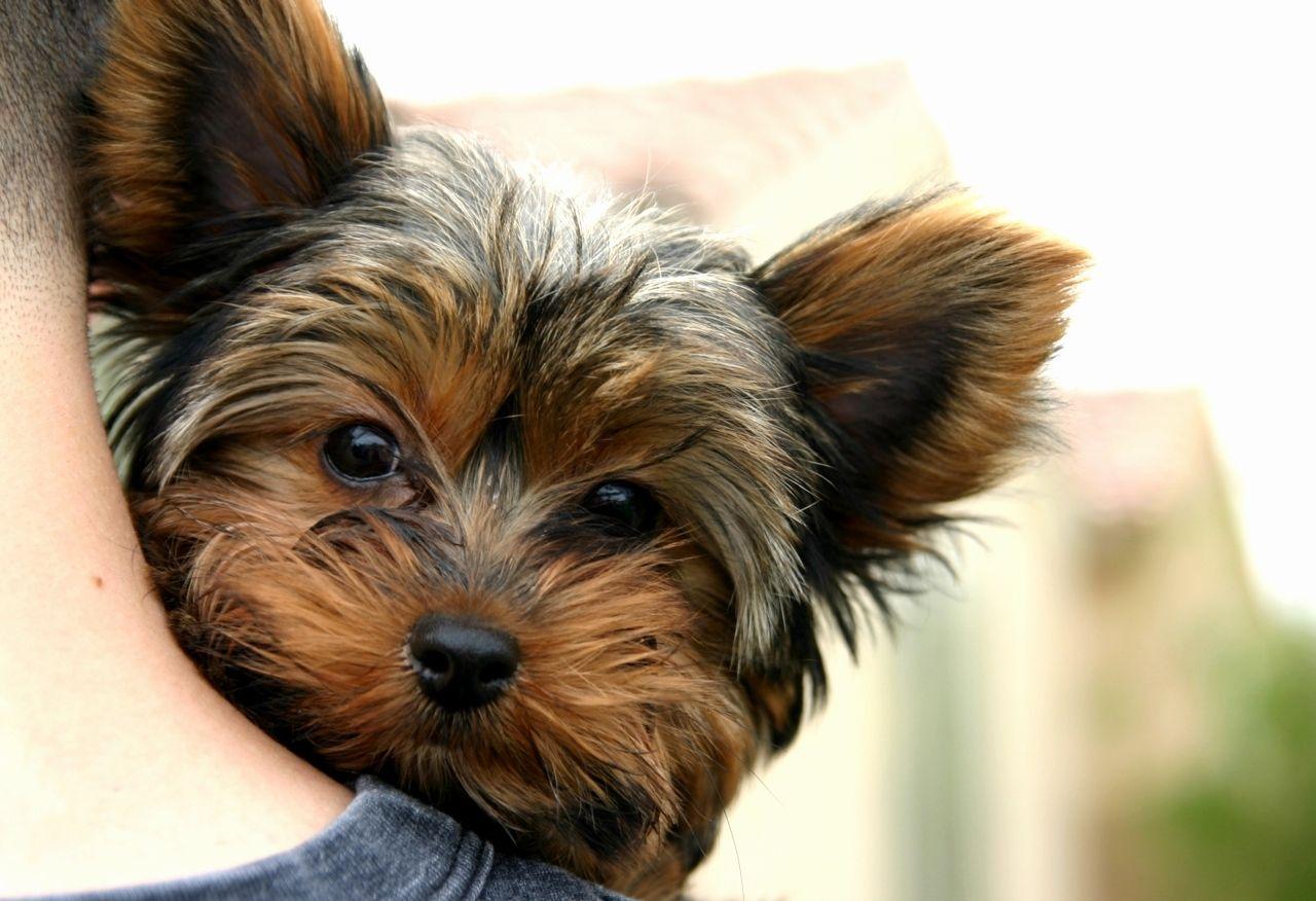 1280x876 Yorkie Christmas Puppy Wallpaper