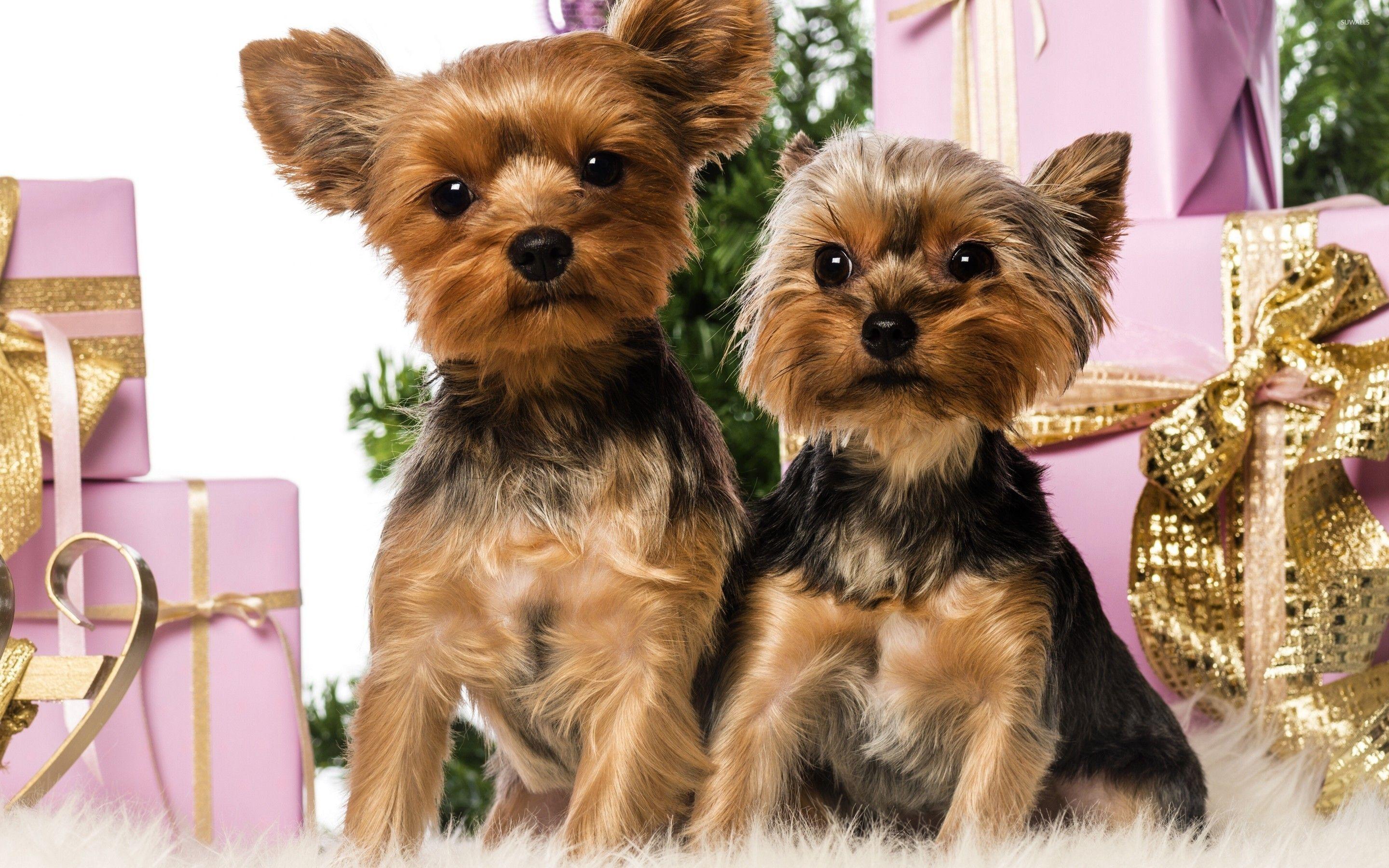 2880x1800 Yorkshire terrier puppies wallpaper wallpaper