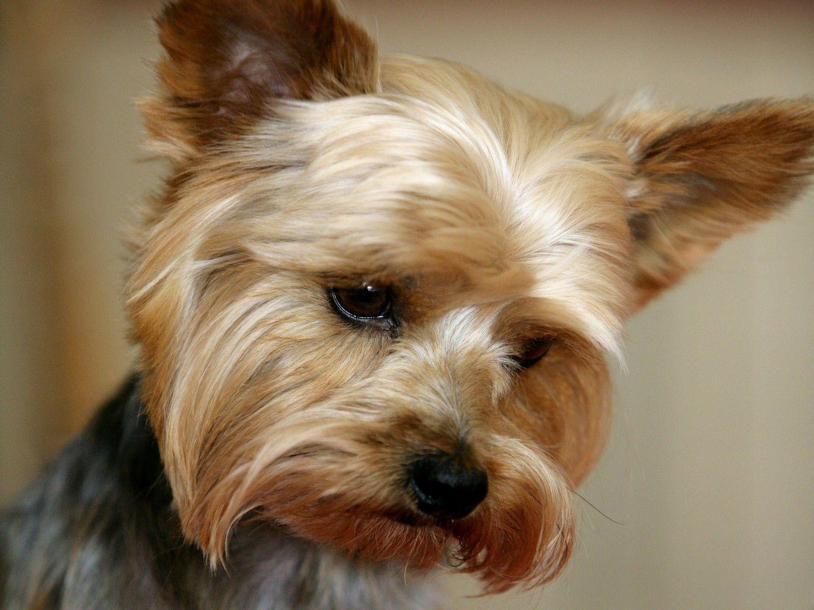 1600x1200 Yorkie Puppies Wallpaper