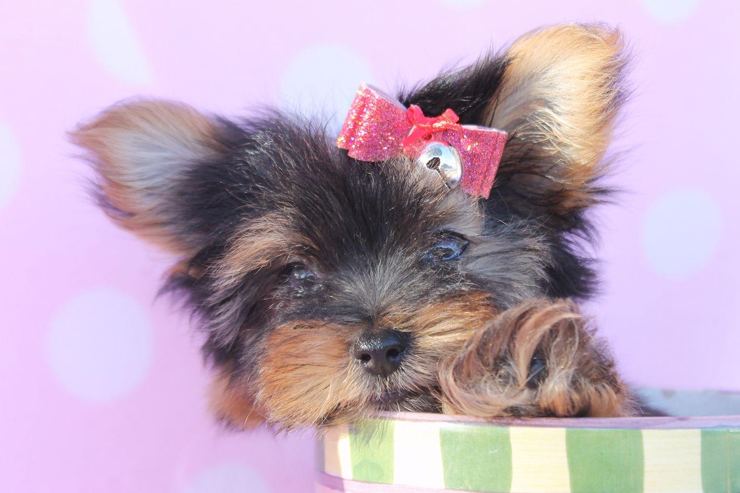 1500x1000 Yorkie Wallpaper. Yorkie Wallpaper, Yorkie Puppy Wallpaper and Yorkie Halloween Wallpaper