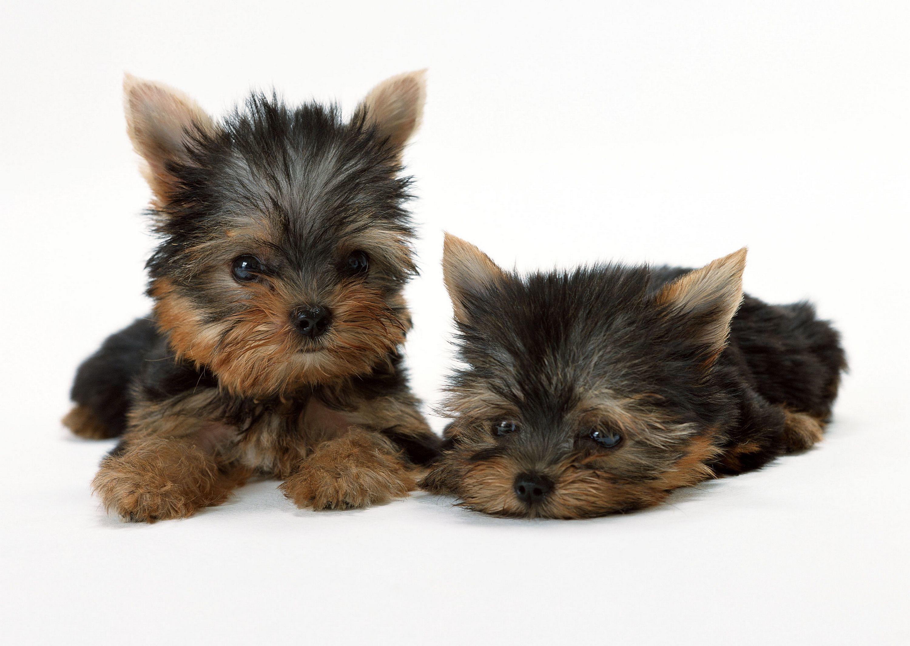 3000x2129 Puppy Yorkie Wallpaper