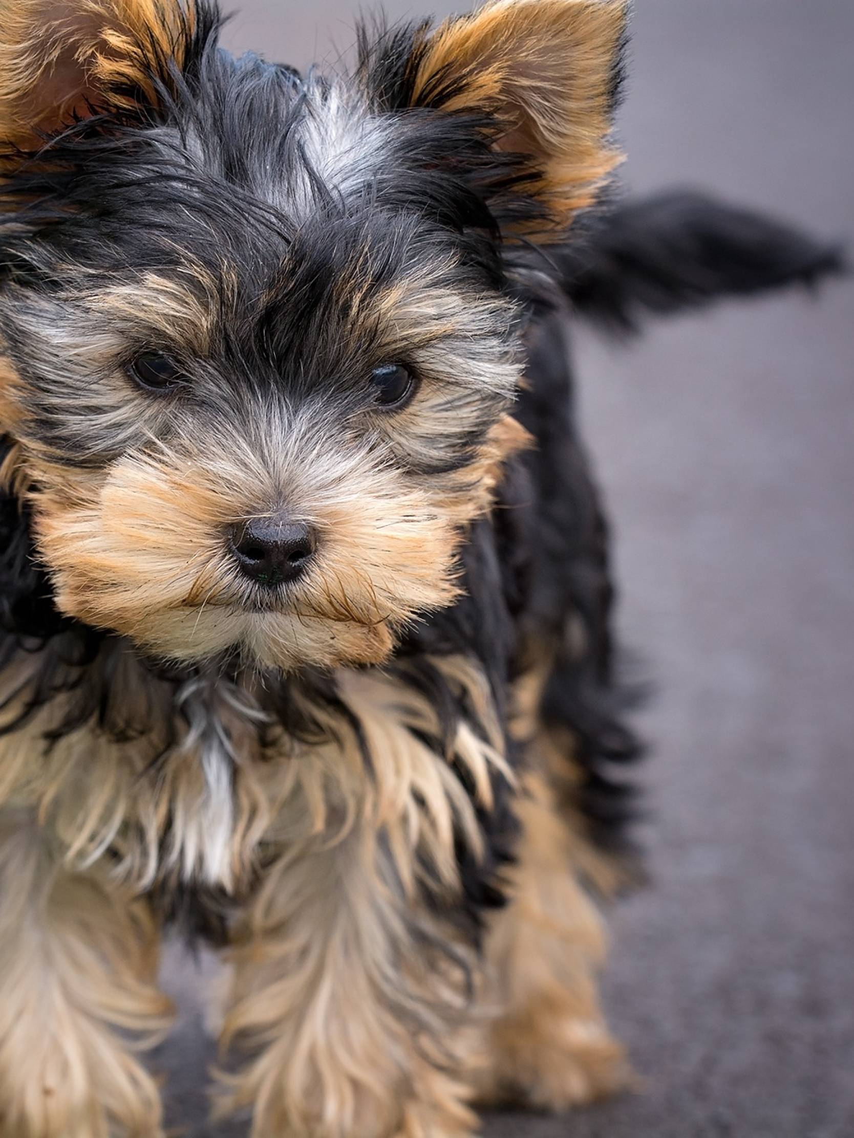 1668x2224 yorkshire terrier, dog, puppy 1668x2224 Resolution Wallpaper, HD Animals 4K Wallpaper, Image, Photo and Background