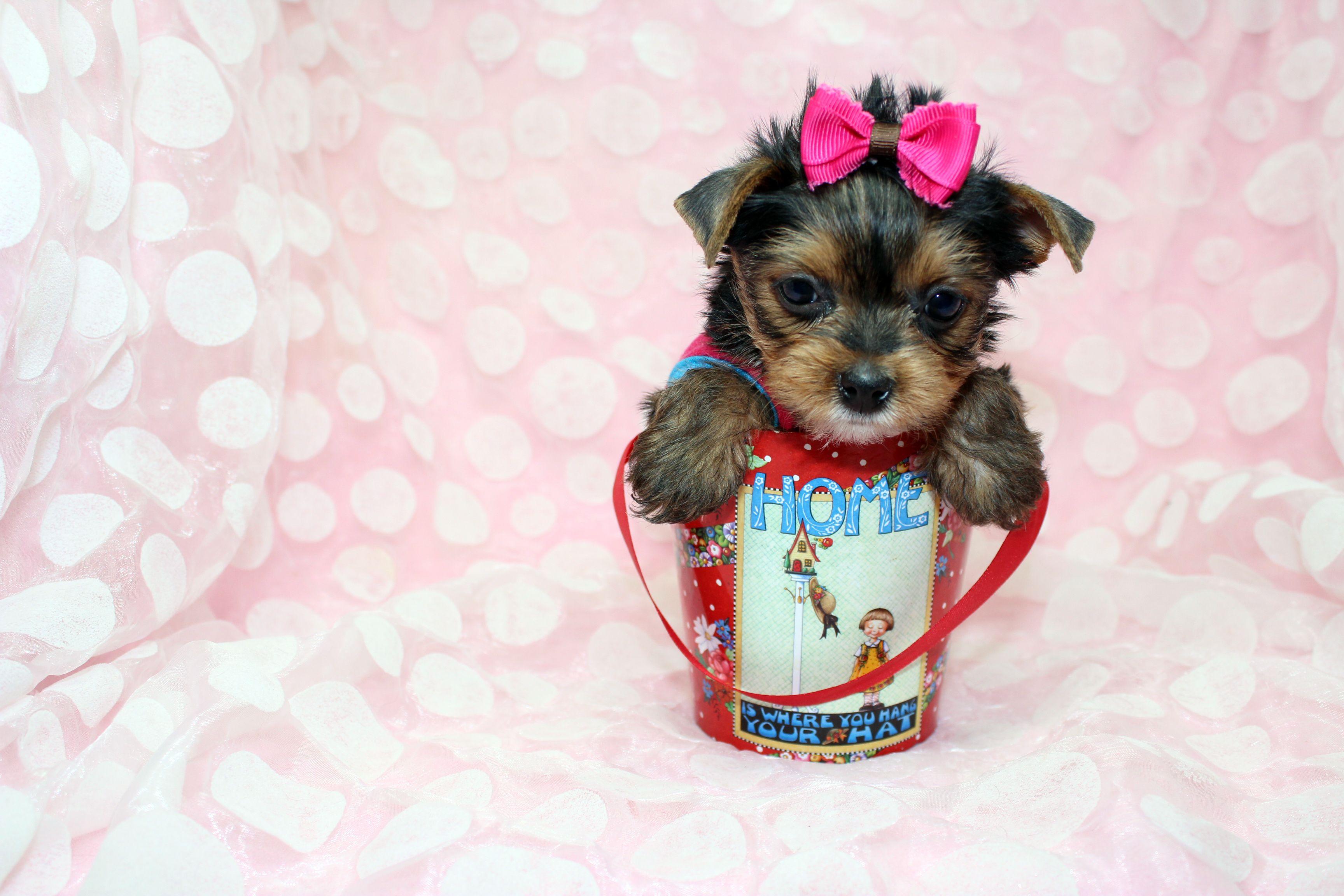 3456x2304 Yorkie Puppy Wallpaper