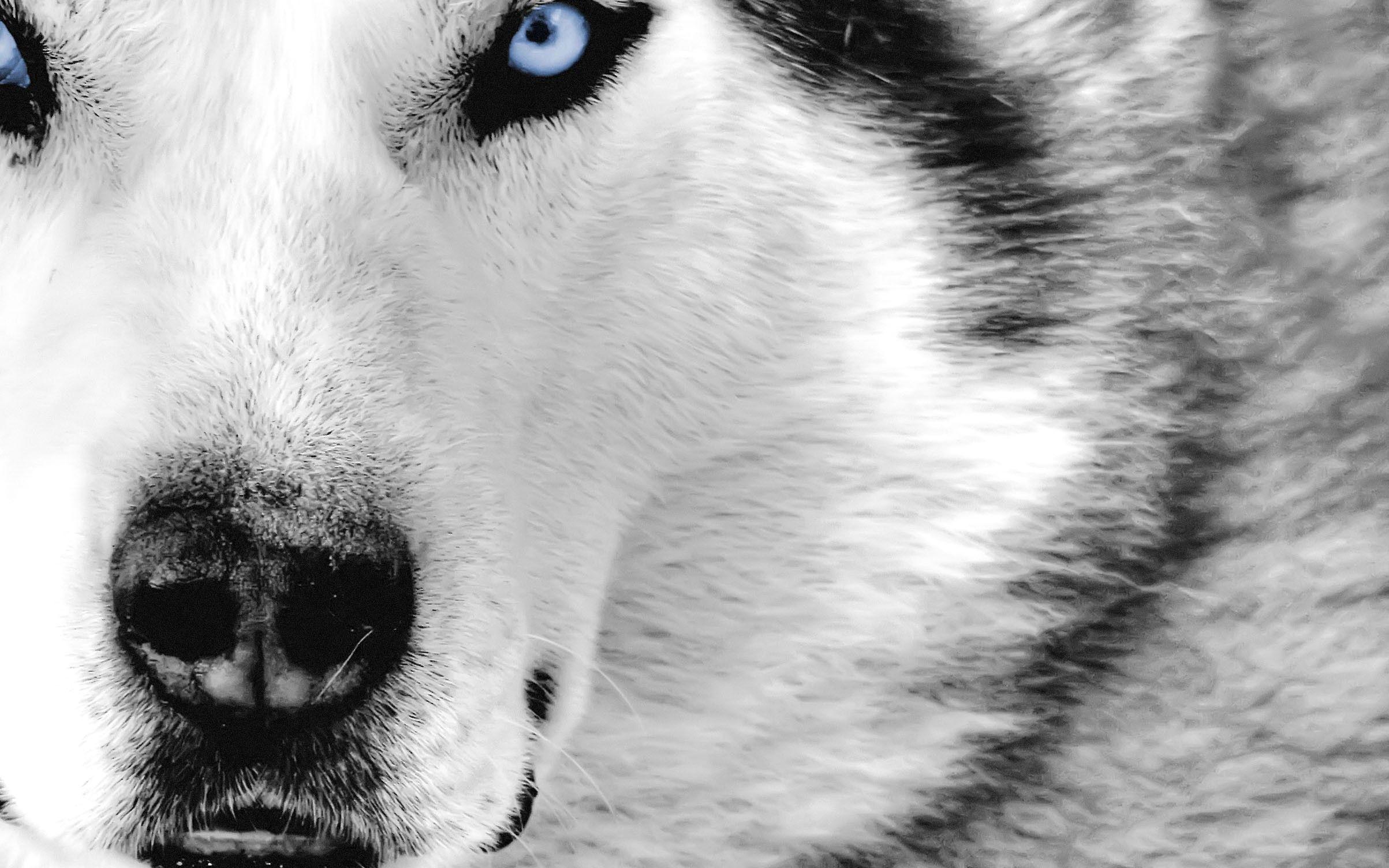 2406x1504 Wolf, HD Animal Wallpaper, Pet Love, Cool Animals, Desktop Image, Wild Life, Animal World, Windows Desktop Image, Africa, 2406x1504