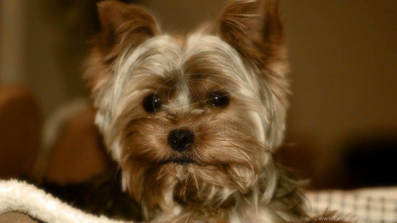 1280x720 Yorkshire Terrier Picture 13 Free Wallpaper DogBreedsWallpaper.com Desktop Background