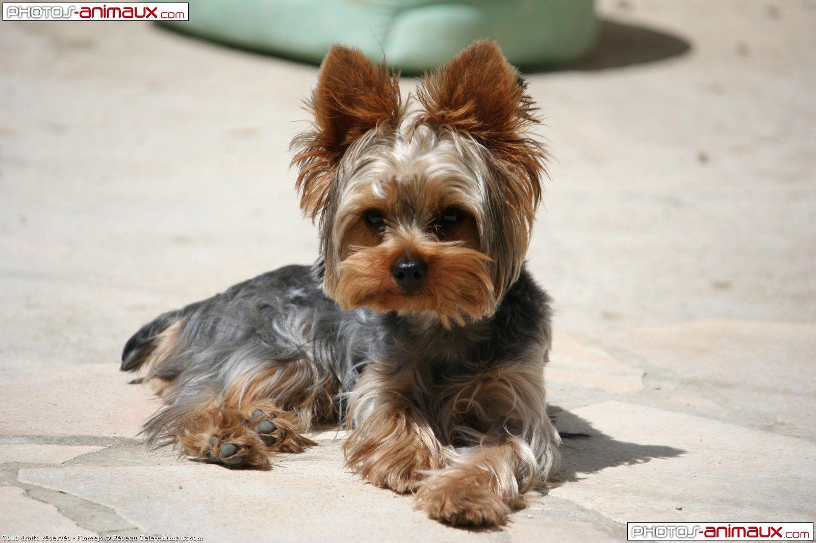 1600x1066 Free download Yorkie Wallpaper Dog Breeds Picture [1600x1066] for your Desktop, Mobile & Tablet. Explore Yorkshire Terrier Wallpaper. Yorkie Picture Wallpaper, Free Yorkie Wallpaper, Yorkie Desktop Wallpaper