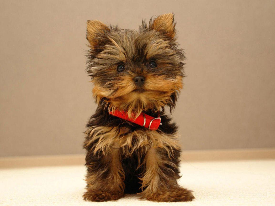 1152x864 Adorable Yorkie wallpaperx864