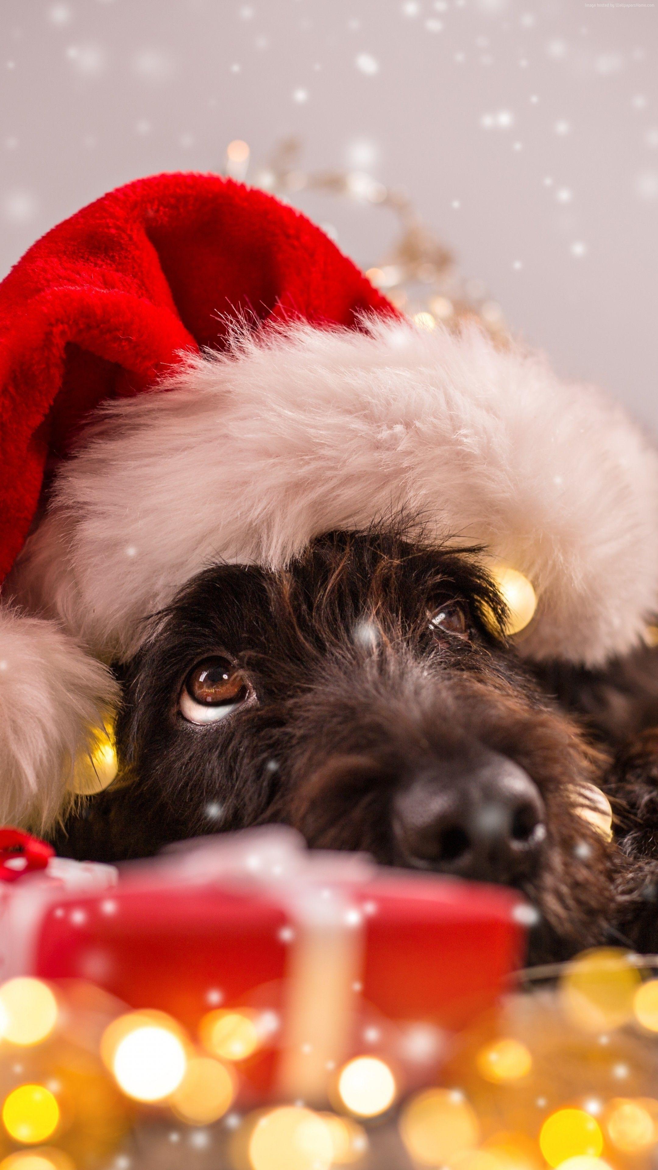 2160x3840 iPhone Christmas Wallpaper Dog