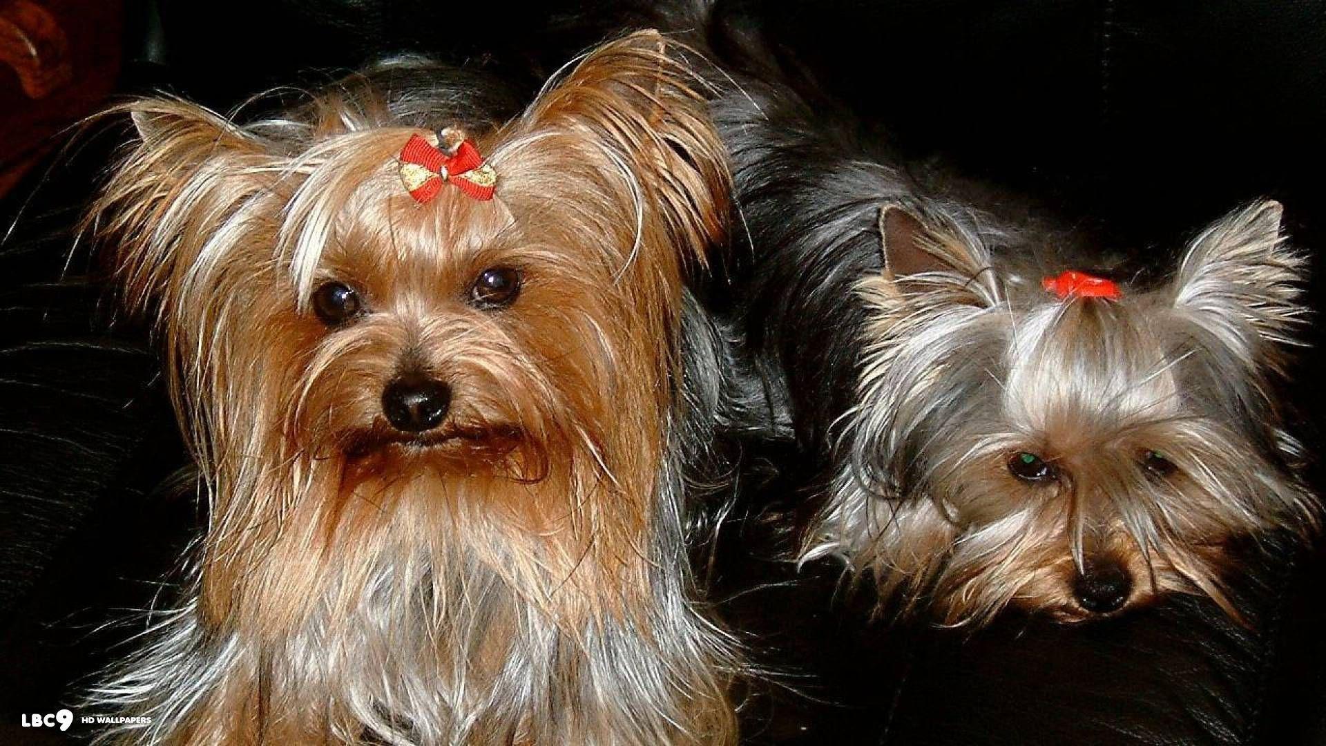 1920x1080 Yorkshire Terrier Wallpaper