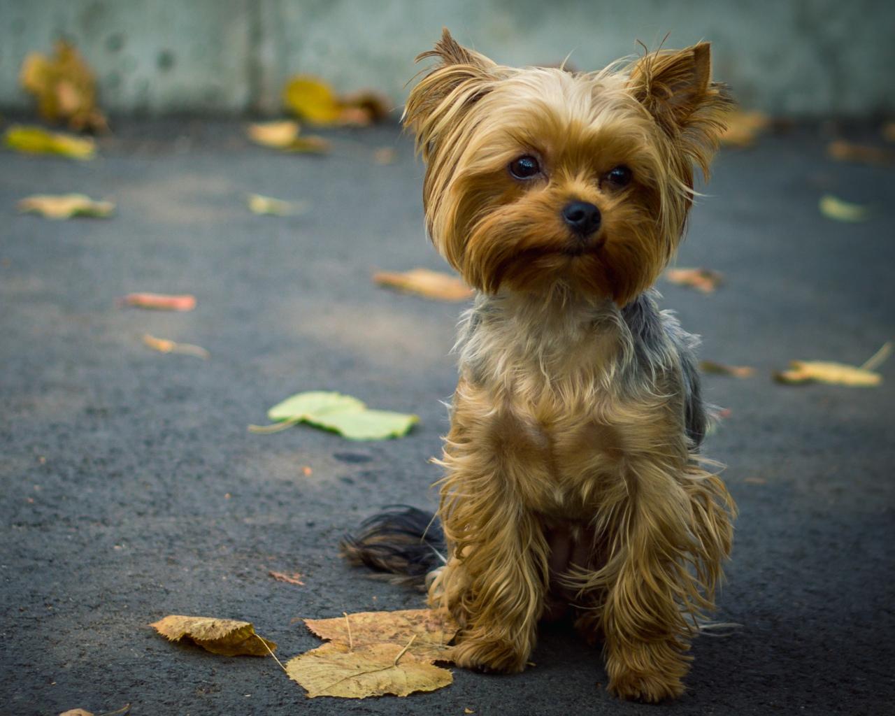 1280x1024 Christmas Yorkie .