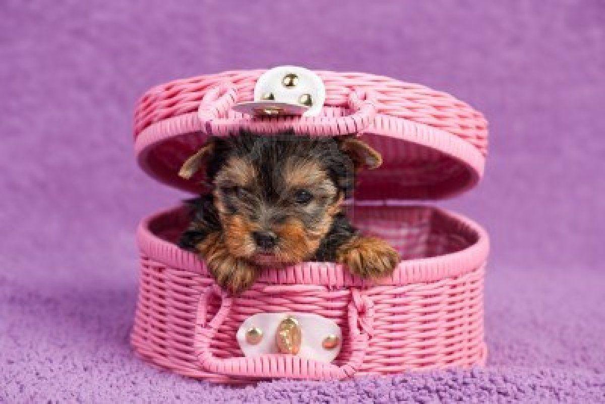 1200x801 Free download Pin Yorkshire Terrier Wallpaper Desktop Background [1200x801] for your Desktop, Mobile & Tablet. Explore Yorkie Puppy Wallpaper. Yorkie Puppy Wallpaper, Yorkie Wallpaper, Christmas Yorkie Wallpaper