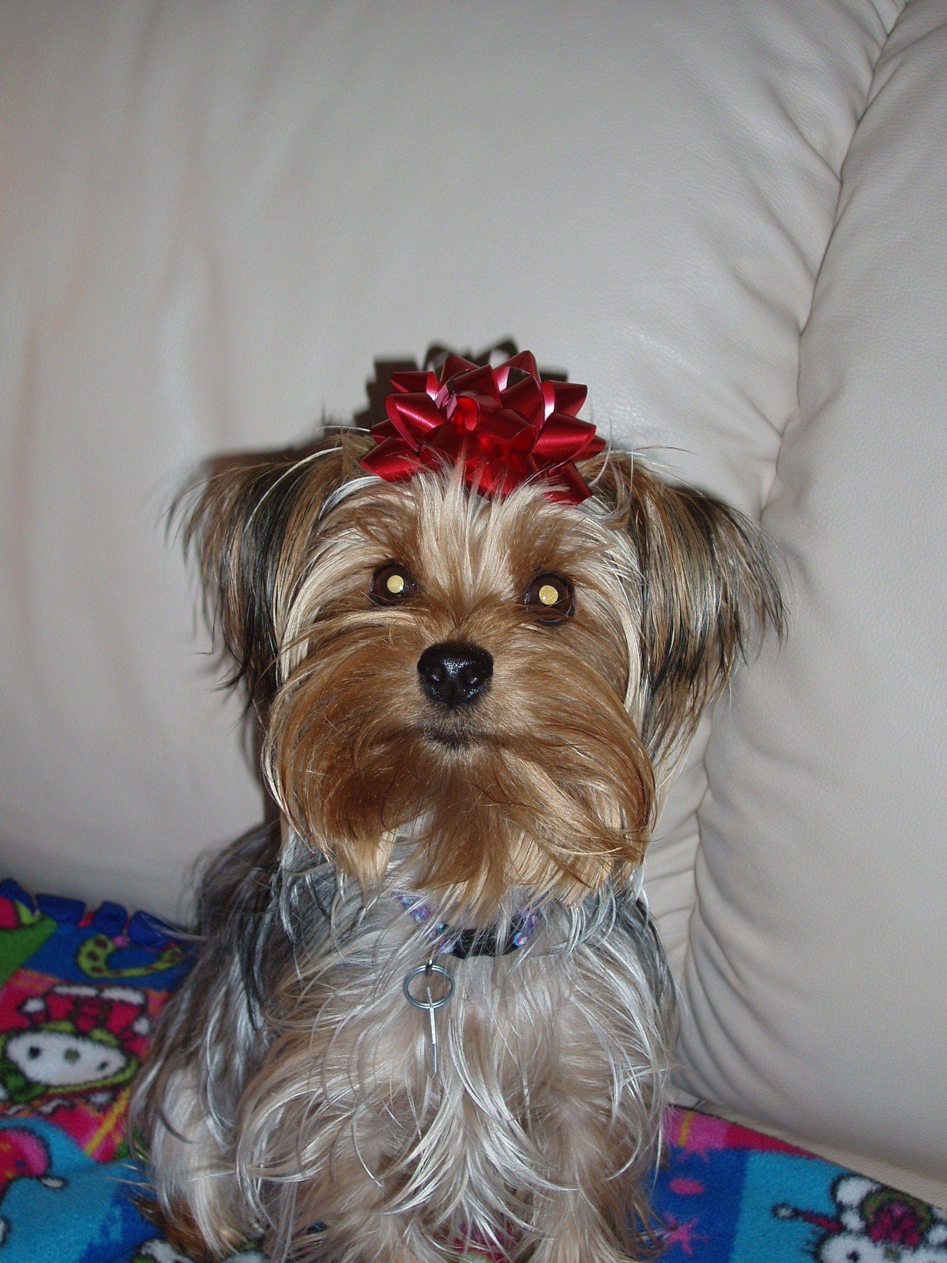 Christmas Yorkie Wallpapers - Top Free Christmas Yorkie Backgrounds