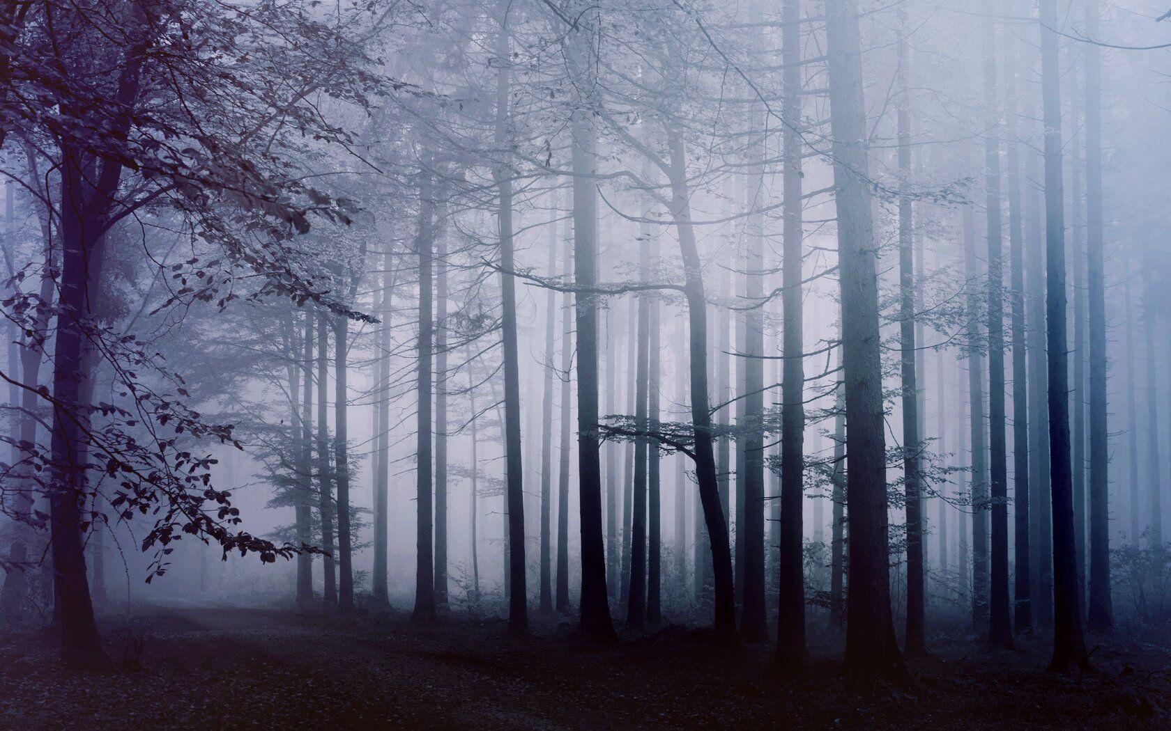 1680x1050 Fog Forest Morning 4k 1680x1050 Resolution HD 4k Wallpaper, Image, Background, Photo and Picture