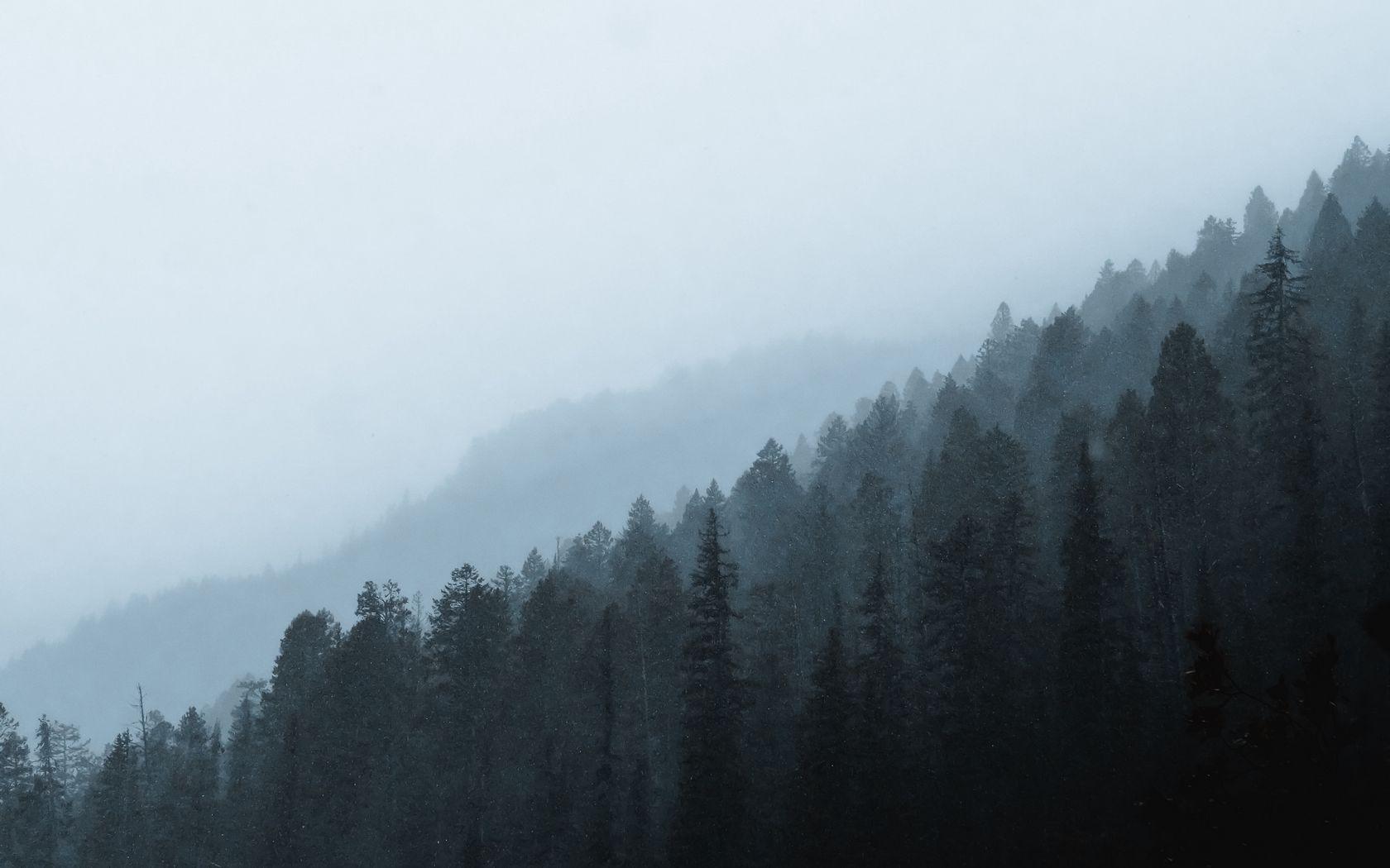 1680x1050 Download wallpaper 1680x1050 forest, fog, slope, pine, conifer widescreen 16:10 HD background