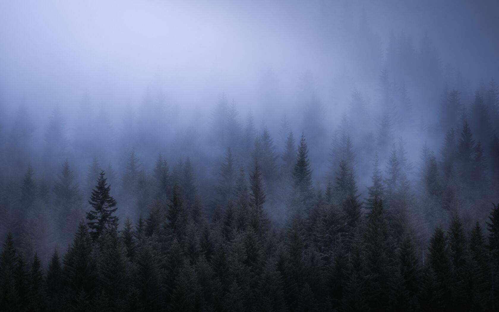 1680x1050 Fog Dark Forest Tress Landscape 5k 1680x1050 Resolution HD 4k Wallpaper, Image, Background, Photo and Picture