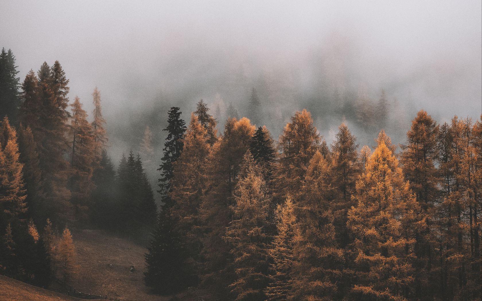 1680x1050 Download wallpaper 1680x1050 forest, fog, trees, autumn, landscape widescreen 16:10 HD background
