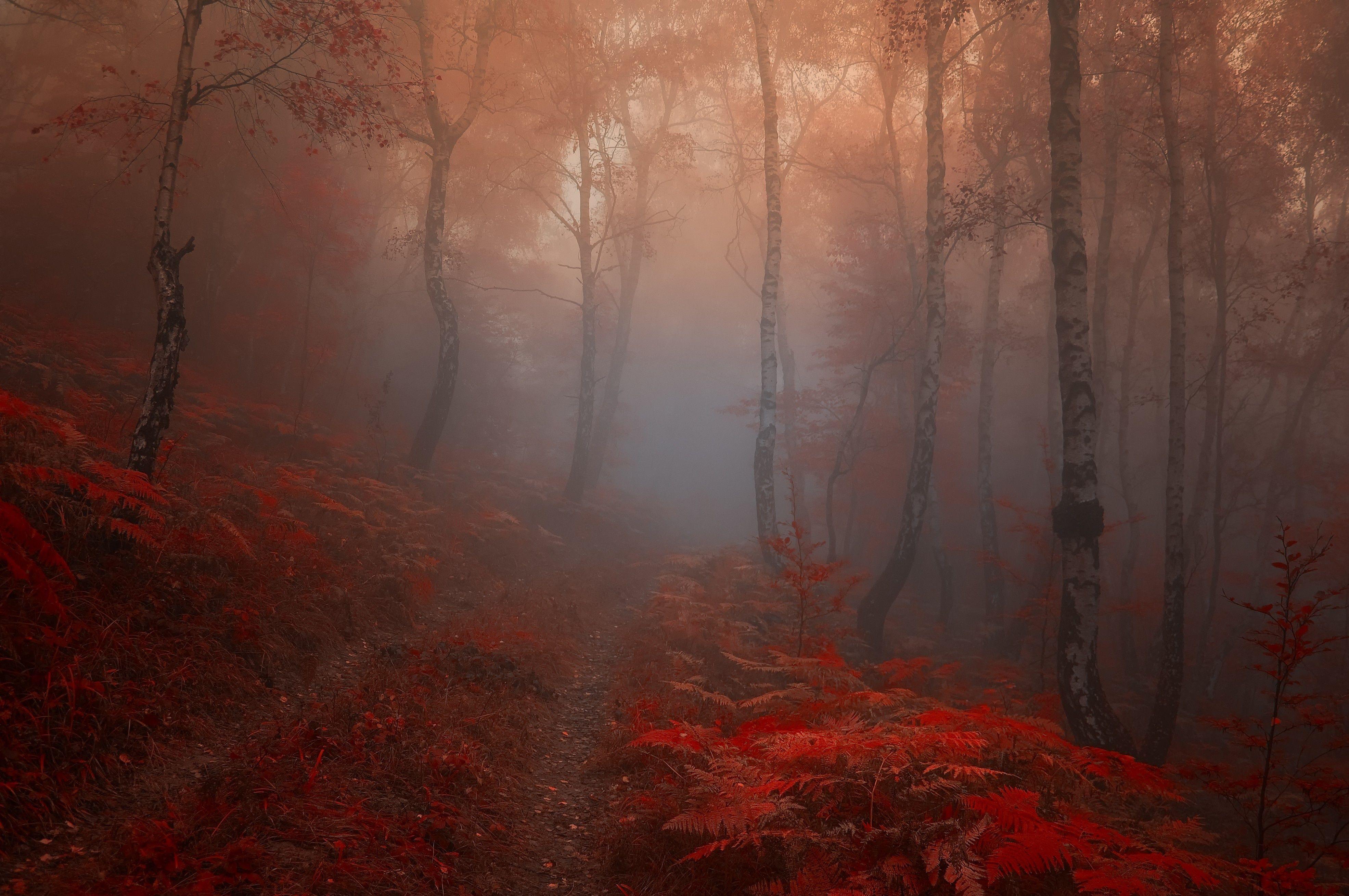 Autumn Fog Wallpapers - Top Free Autumn Fog Backgrounds - WallpaperAccess