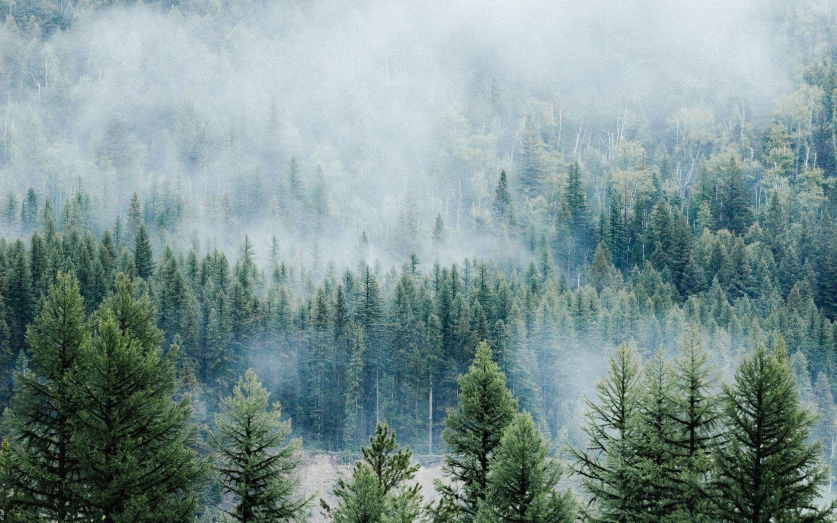 1680x1050 Download 1680x1050 wallpaper forest, fog, tree, nature, montana, widescreen 16: widescreen, 1680x1050 HD image, background, 10400