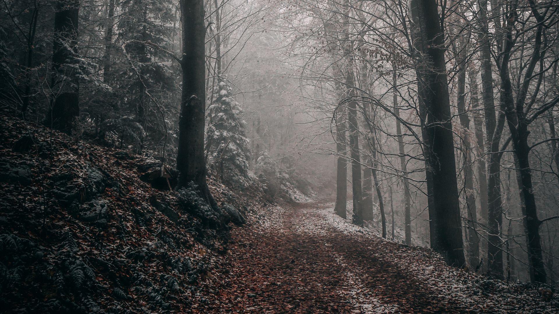 1920x1080 Download wallpaper 1920x1080 forest, autumn, fog, foliage, path, trees full hd, hdtv, fhd, 1080p HD background