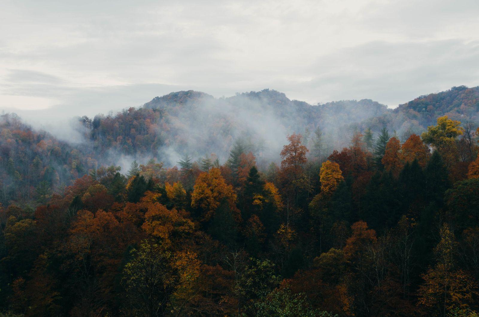 1600x1059 Nature Trees Mountains Forest Fog Hills Autumn Fall Cloudy Forest HD Wallpaper