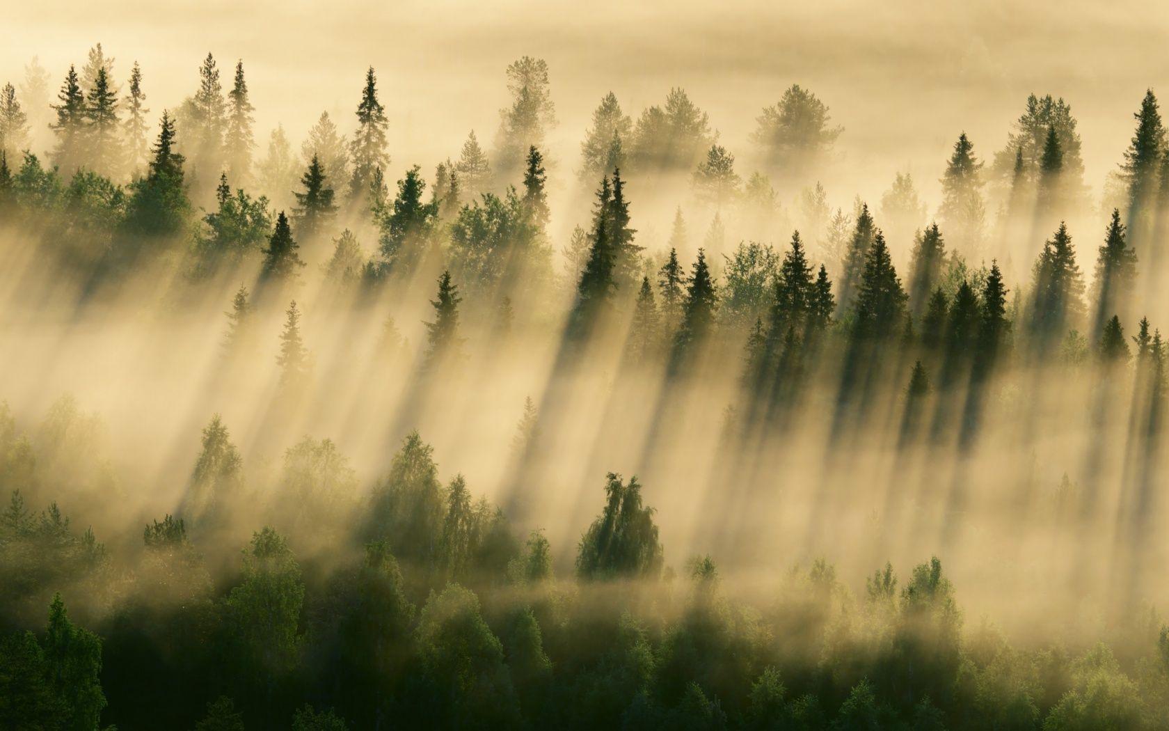 1680x1050 Morning Forest Fog Wallpaper