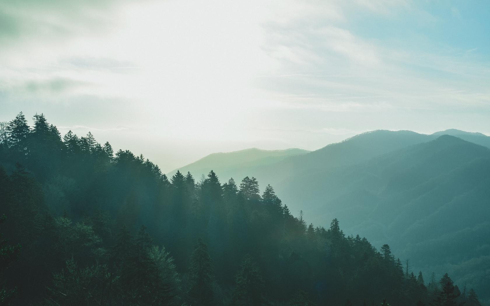 1680x1050 forest, sky, fog 1680x1050 Resolution Wallpaper, HD Nature 4K Wallpaper, Image, Photo and Background