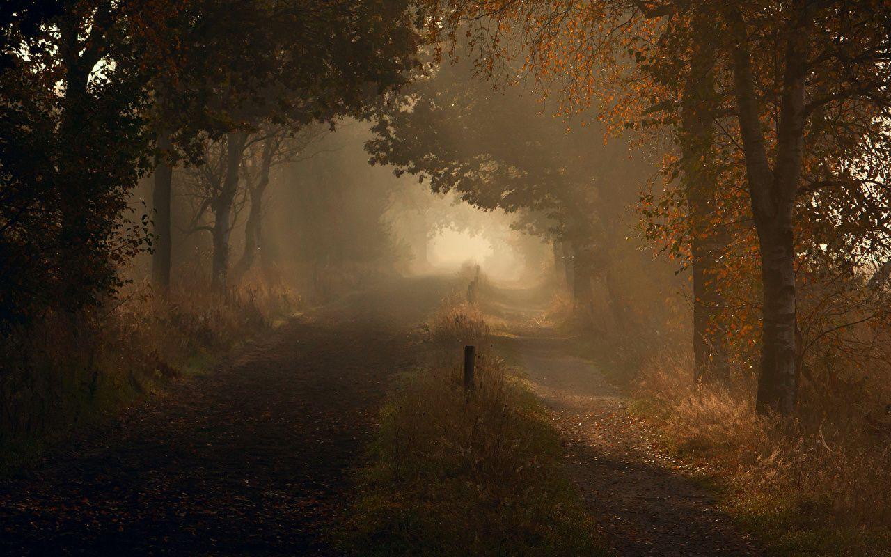 1280x800 Photo Fog Autumn Nature Roads Trees