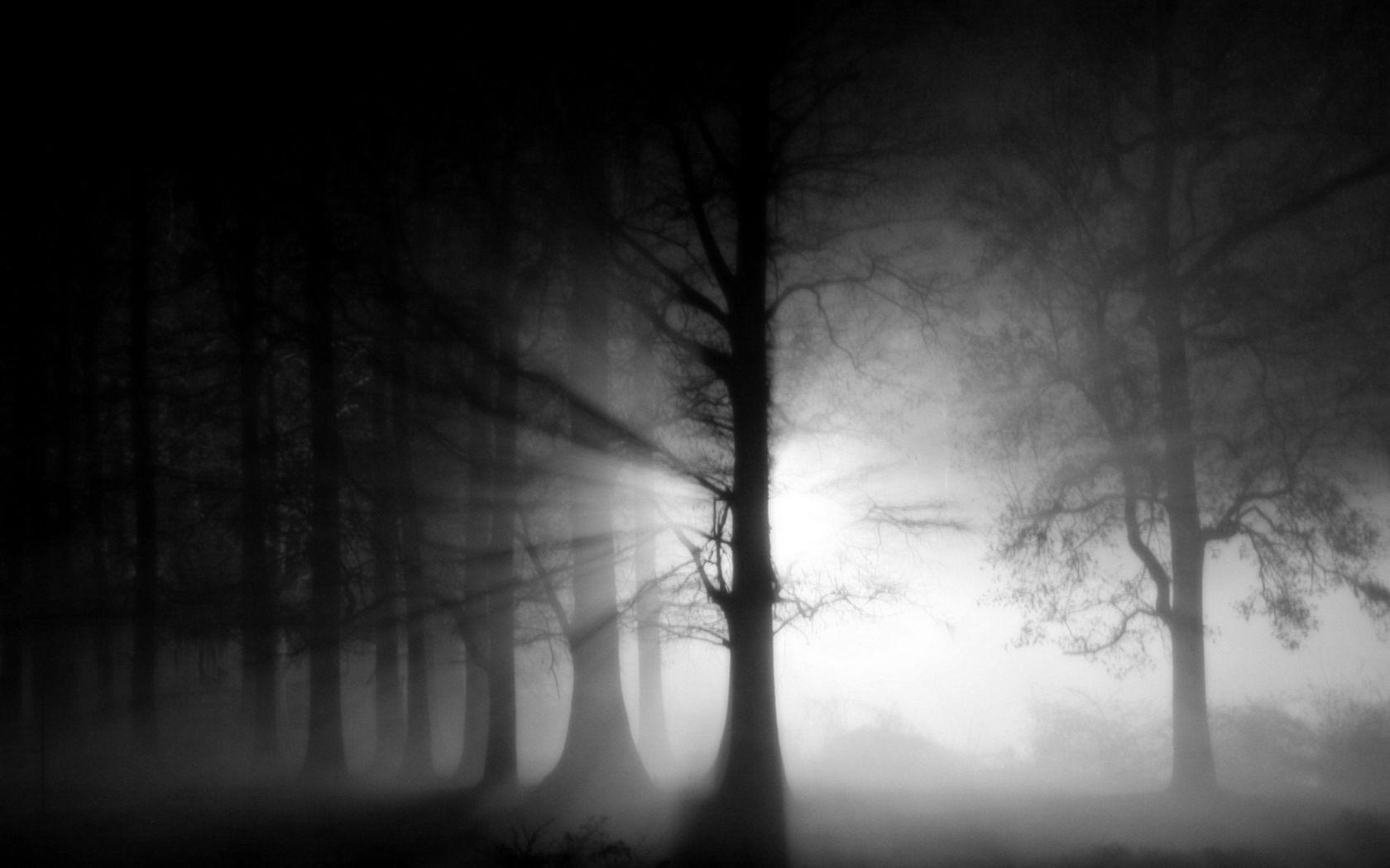 1680x1050 Black Forest Wallpaper