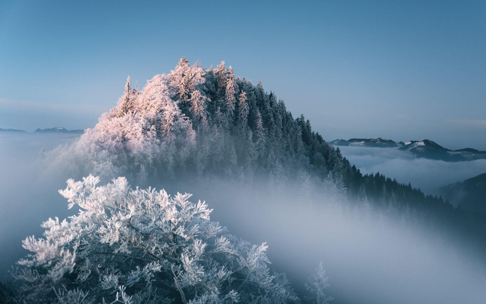 1680x1050 Download 1680x1050 wallpaper mist, fog, tree, forest, winter, widescreen 16: widescreen, 1680x1050 HD image, background, 2796