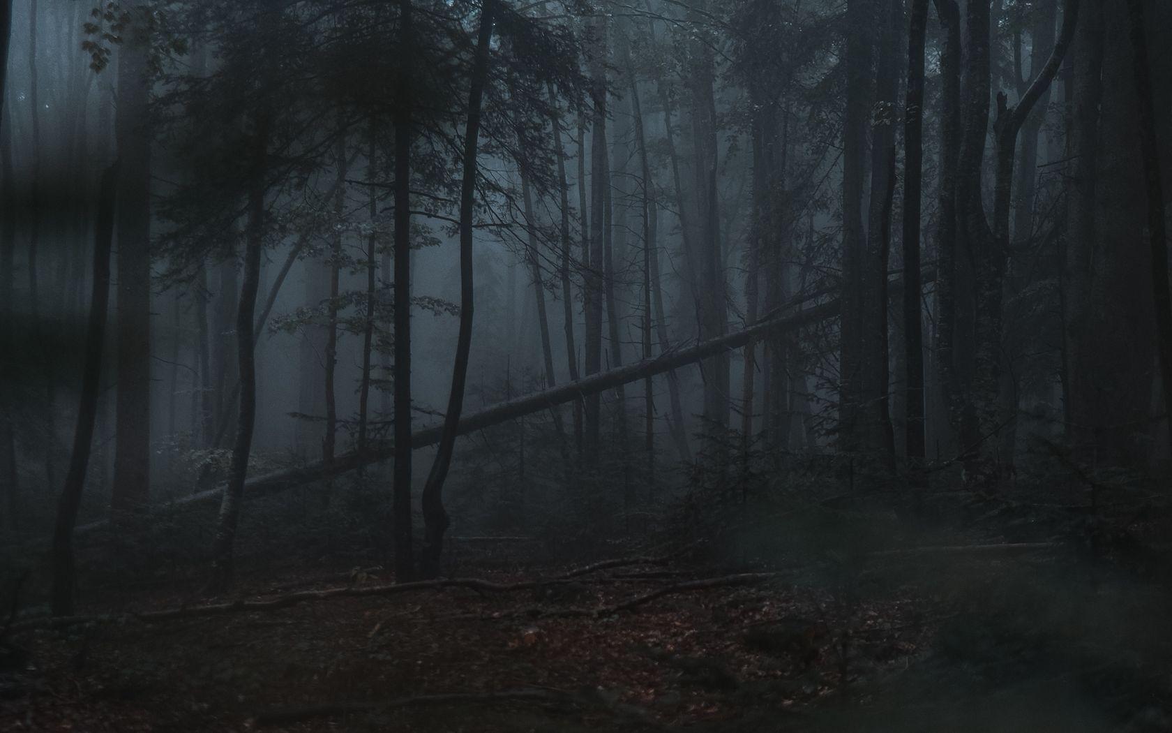 1680x1050 Download wallpaper 1680x1050 forest, fog, trees, gloomy, dark widescreen 16:10 HD background