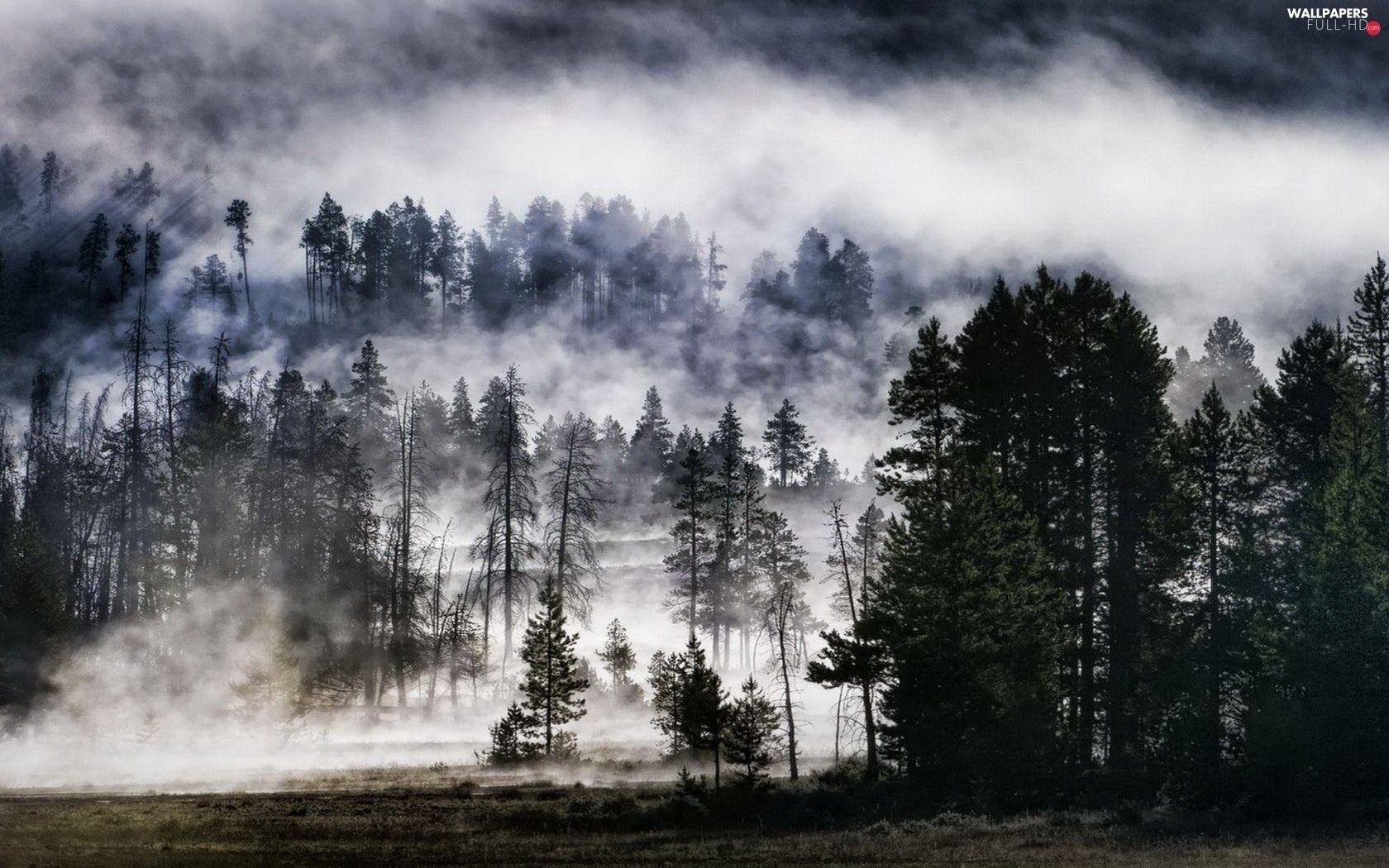 1680x1050 Fog, forest HD Wallpaper: 1680x1050