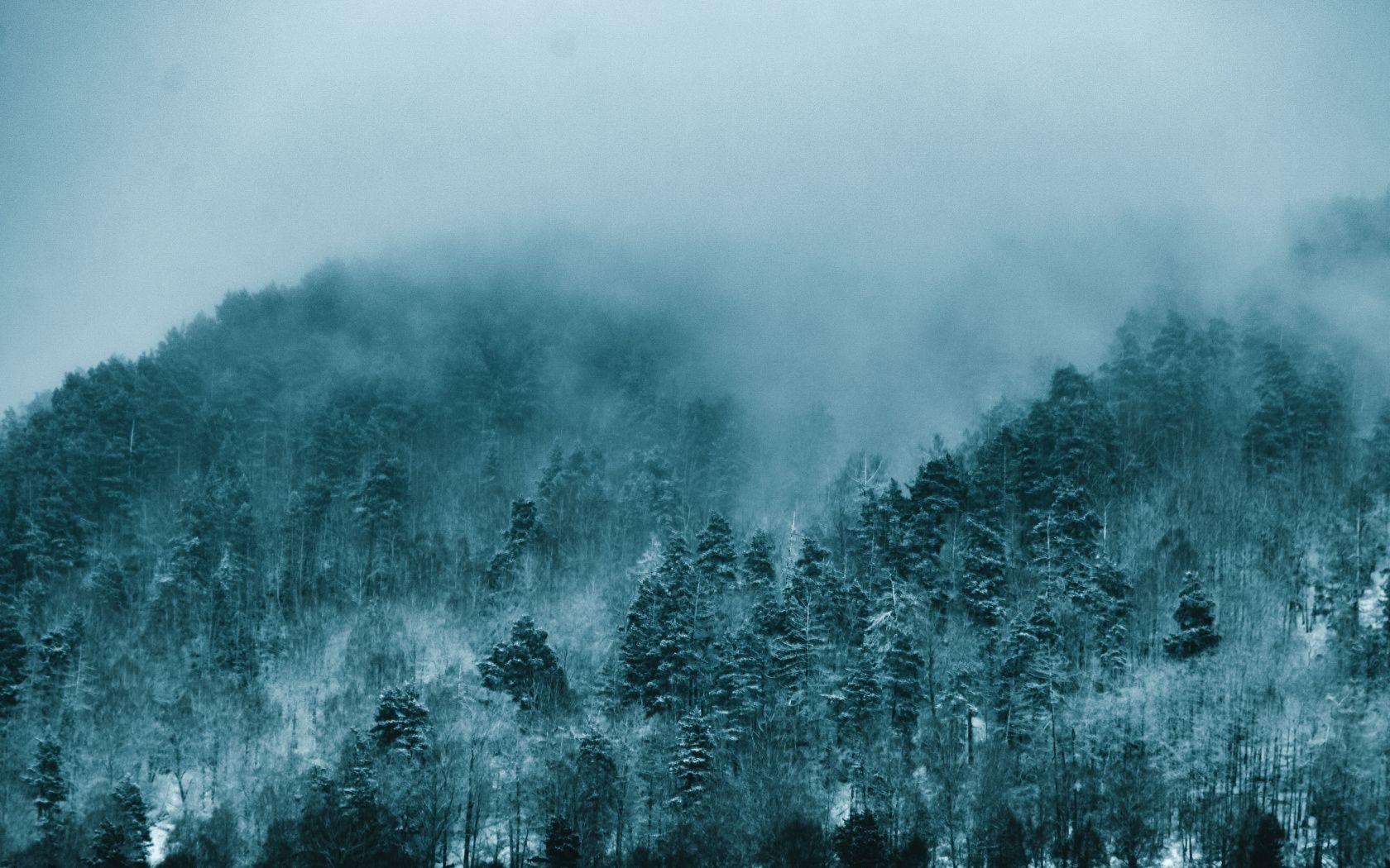 1680x1050 Download Fog, forest, dense wallpaper, 1680x Widescreen 16: Widescreen