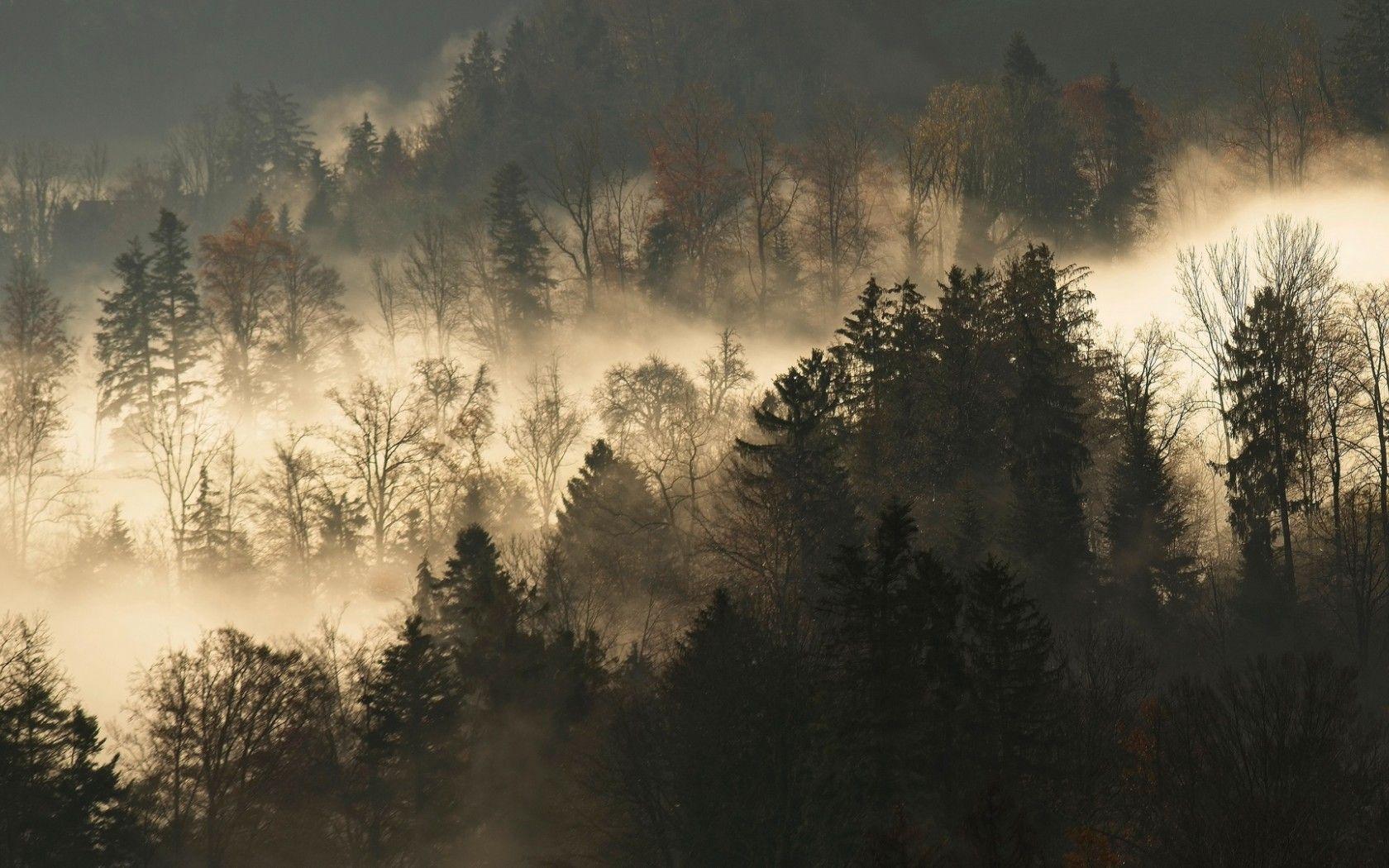 1680x1050 Forest covered in fog HD Wallpaper 1680x1050