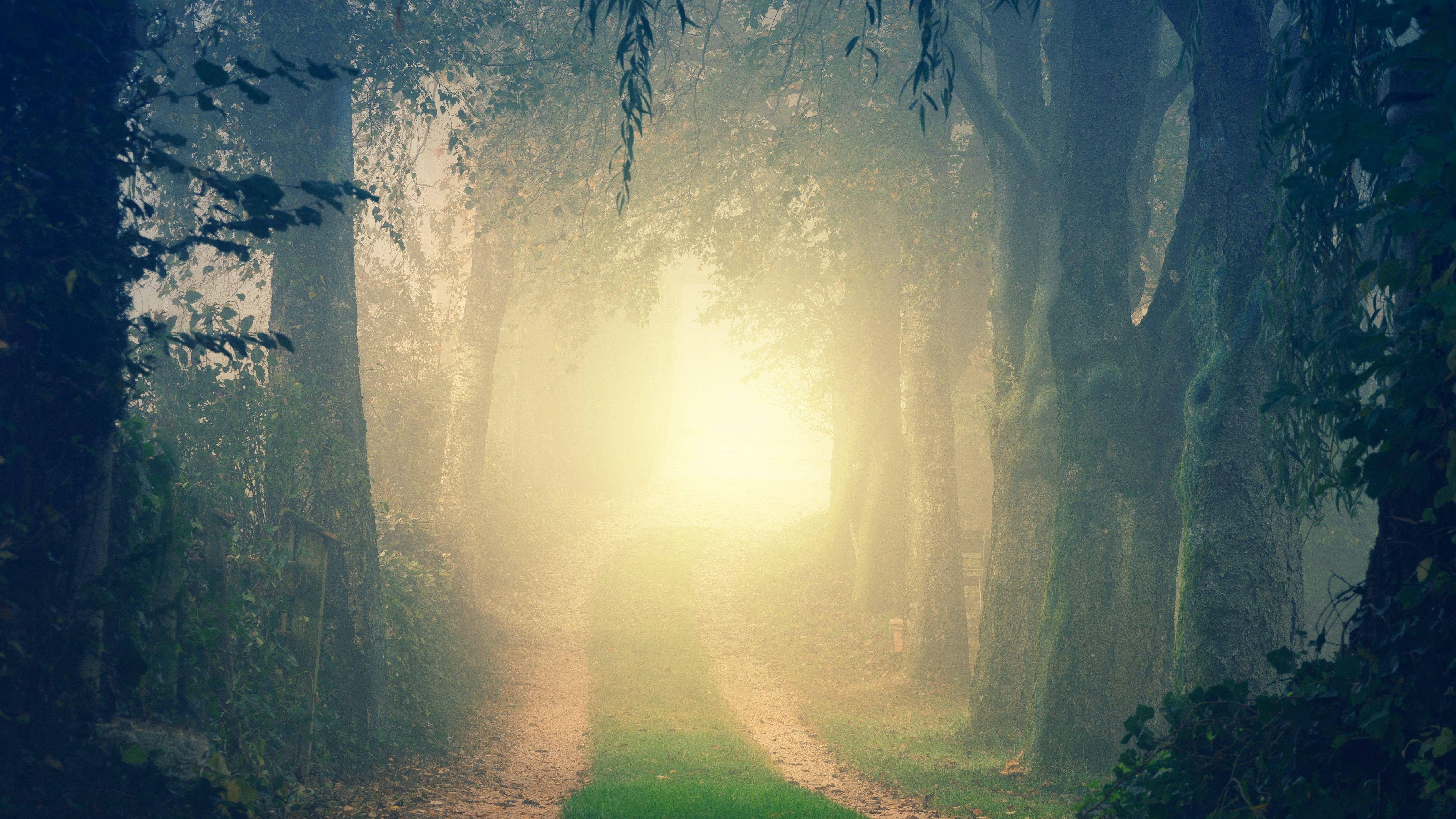 Morning Forest Wallpapers Top Free Morning Forest Backgrounds 