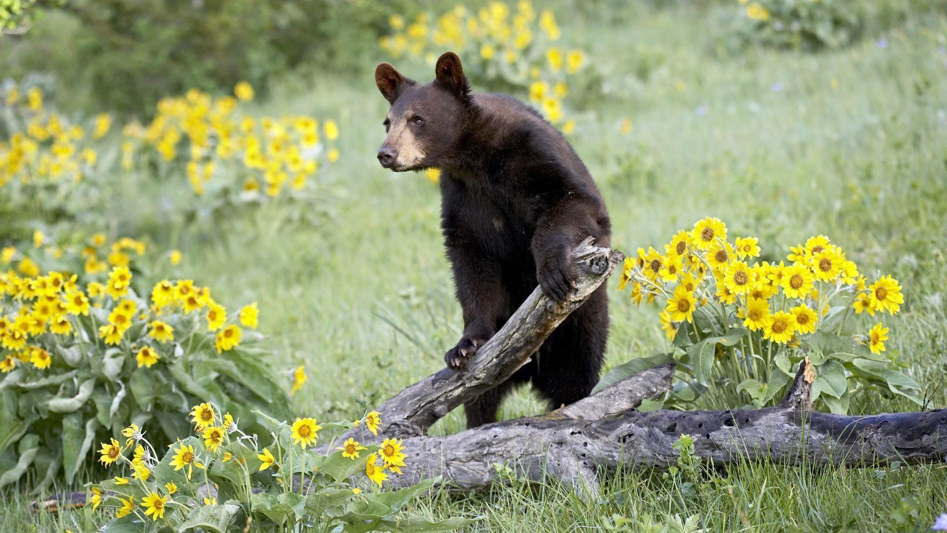 1920x1080 Black Bear Wallpaper