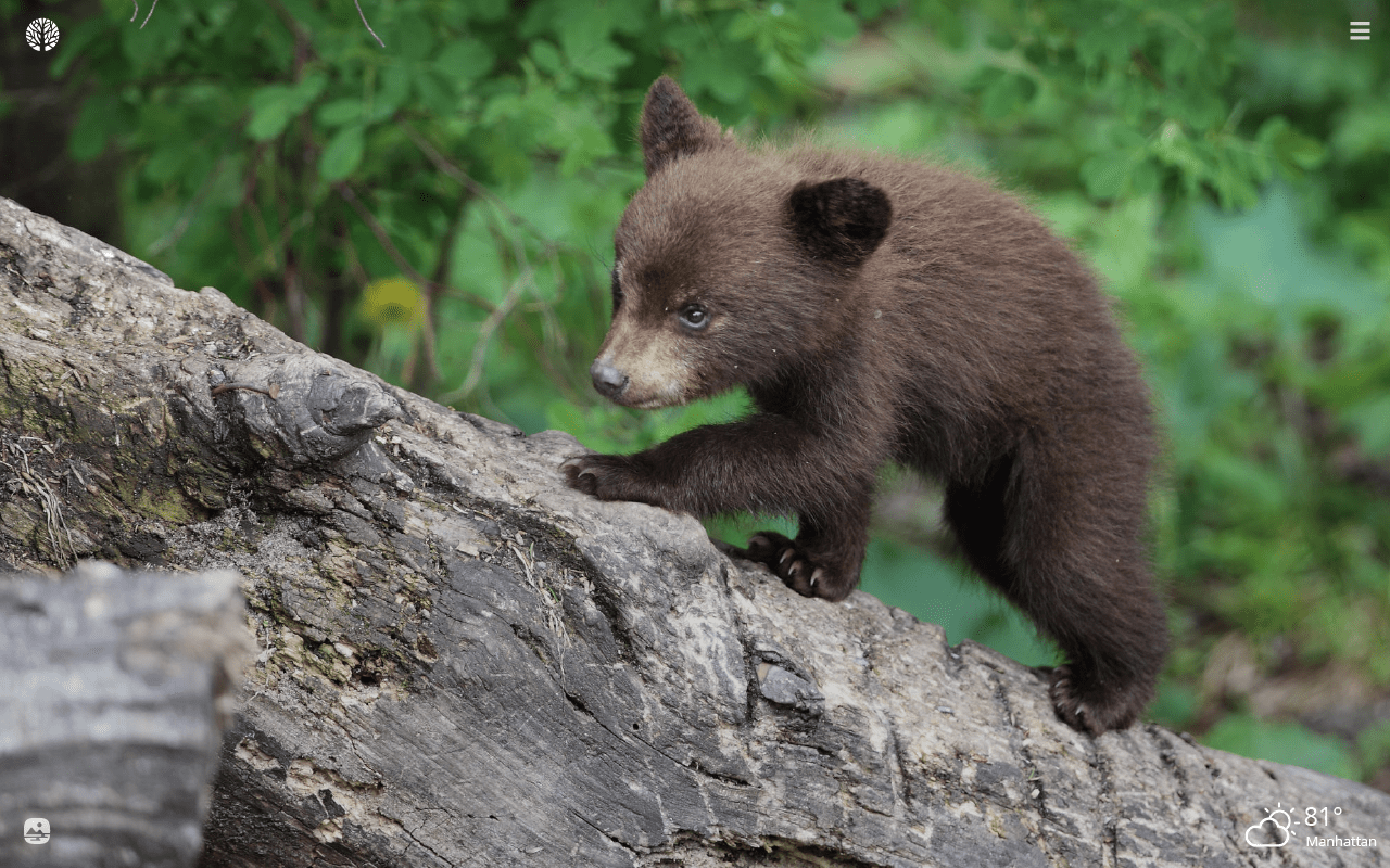 Cute Black Bear HD Wallpapers Top Free Cute Black Bear HD Backgrounds