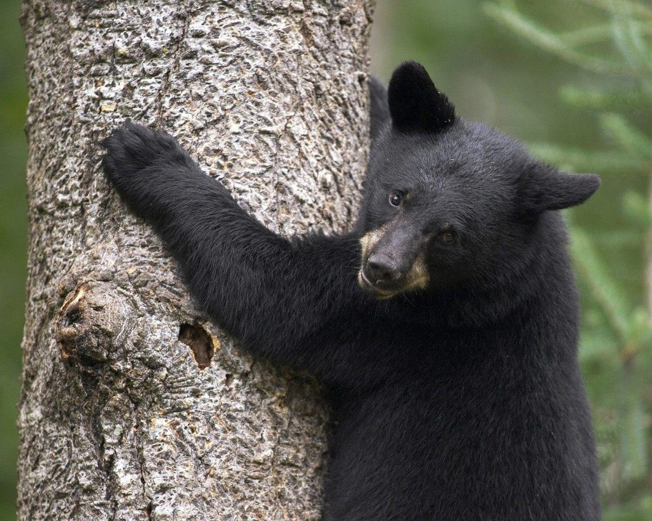 1280x1024 Black Bear Predators Wallpaper & Background Download