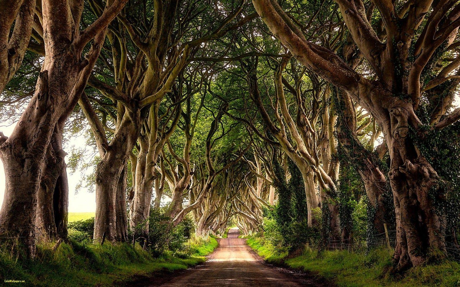 1600x1000 Free Irish Wallpaper Best Of Ireland Wallpaper