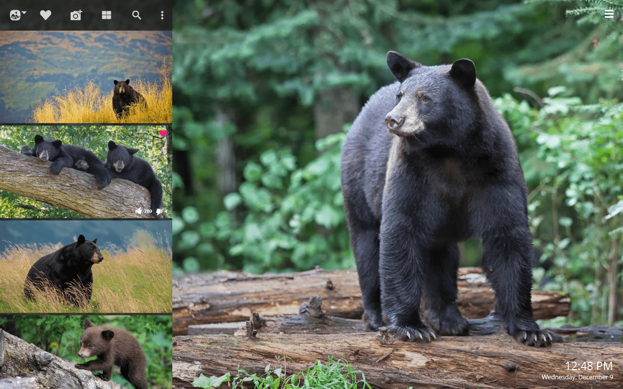 1280x800 Black Bear HD Wallpaper New Tab