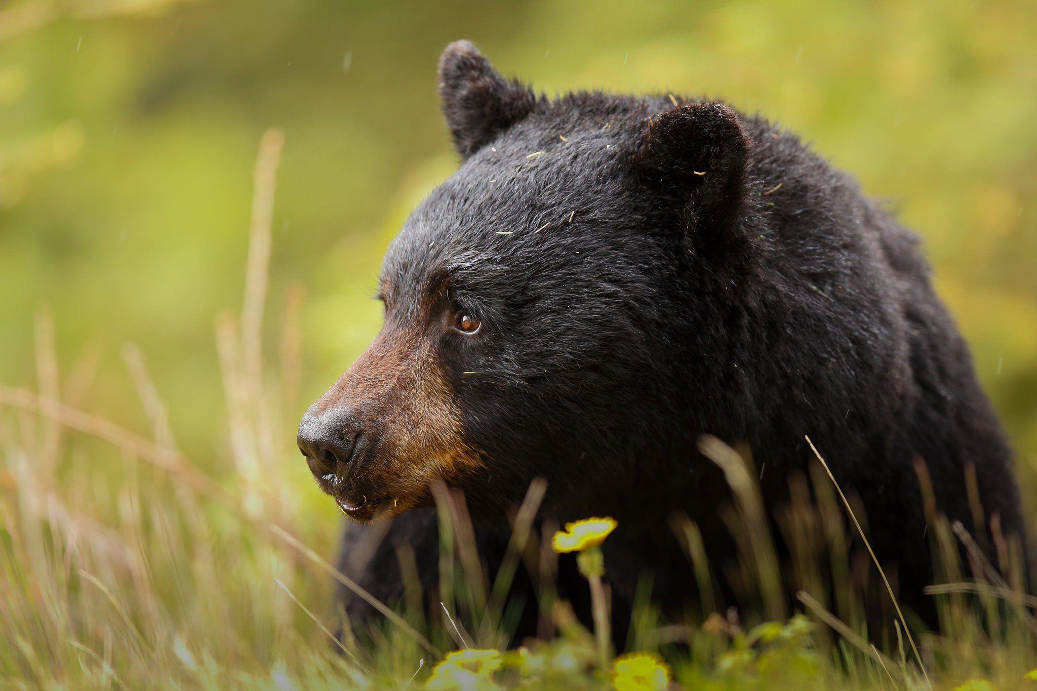 2048x1365 baribal, Black, Bear, Bear, Muzzle, Predator Wallpaper HD / Desktop and Mobile Background
