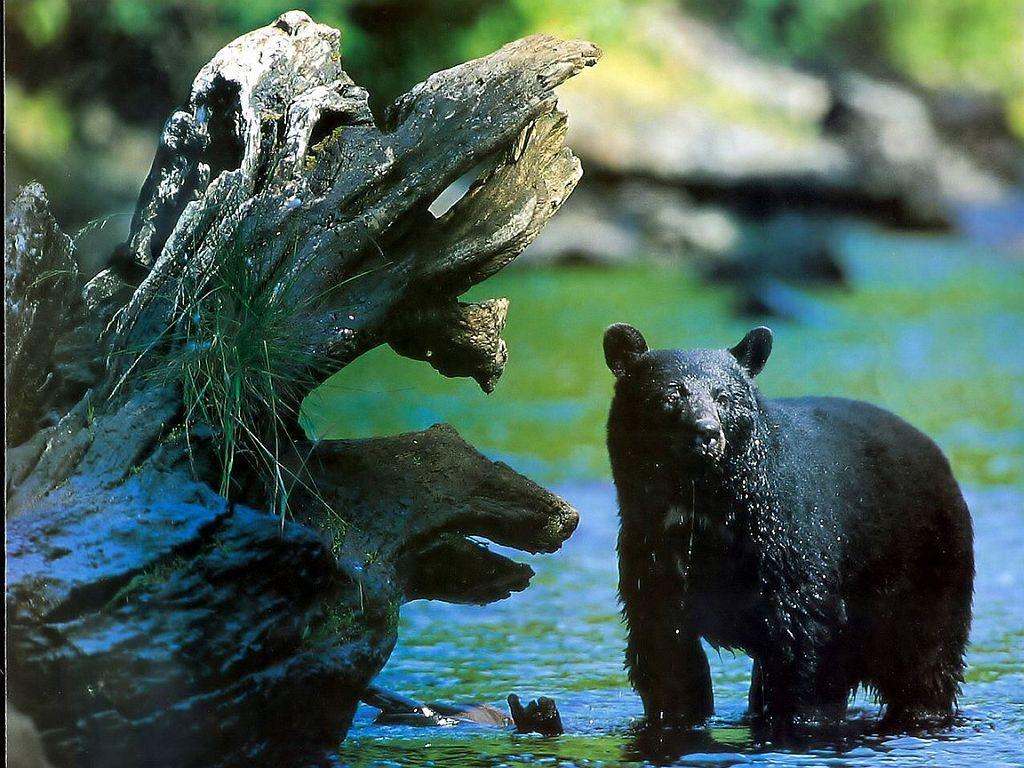 1024x768 A Soaking Wet Black Bear