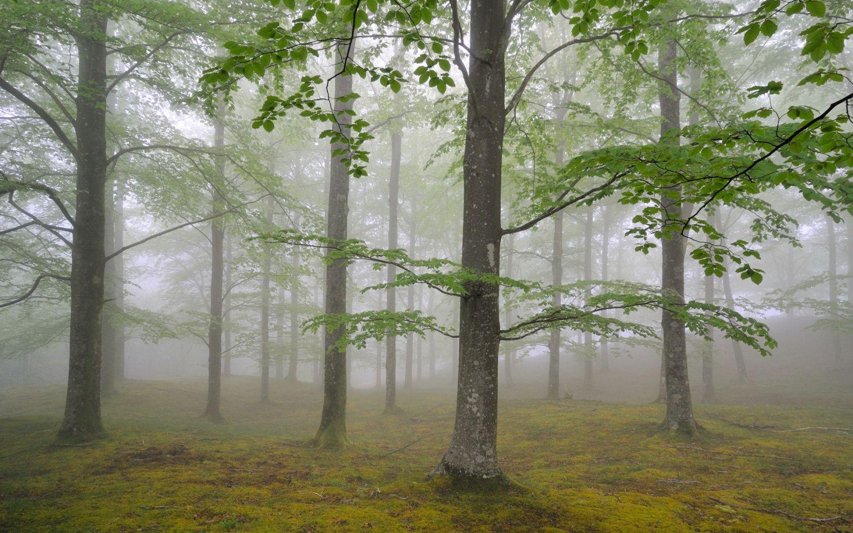 1680x1050 Nature Forest Foliage And Fog Wallpaper