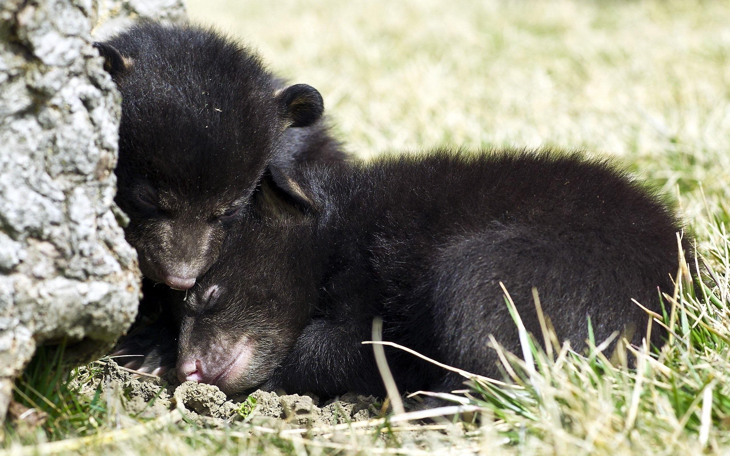 2560x1600 Black bear and cubs wallpaper Wallpaper black bear cubs 2560x1600 HD picture image. Amp.