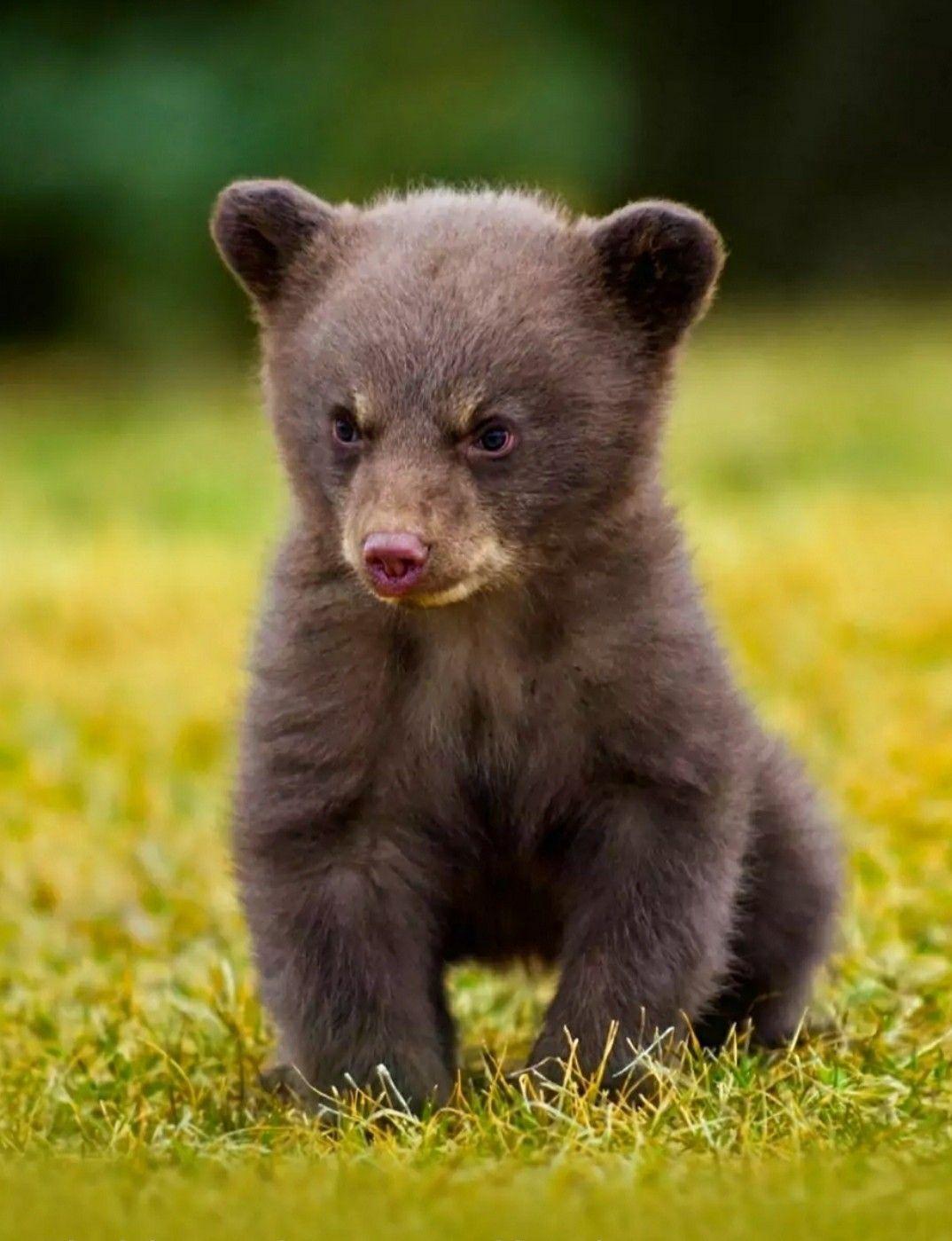 Cute Black Bear Hd Wallpapers - Top Free Cute Black Bear Hd Backgrounds