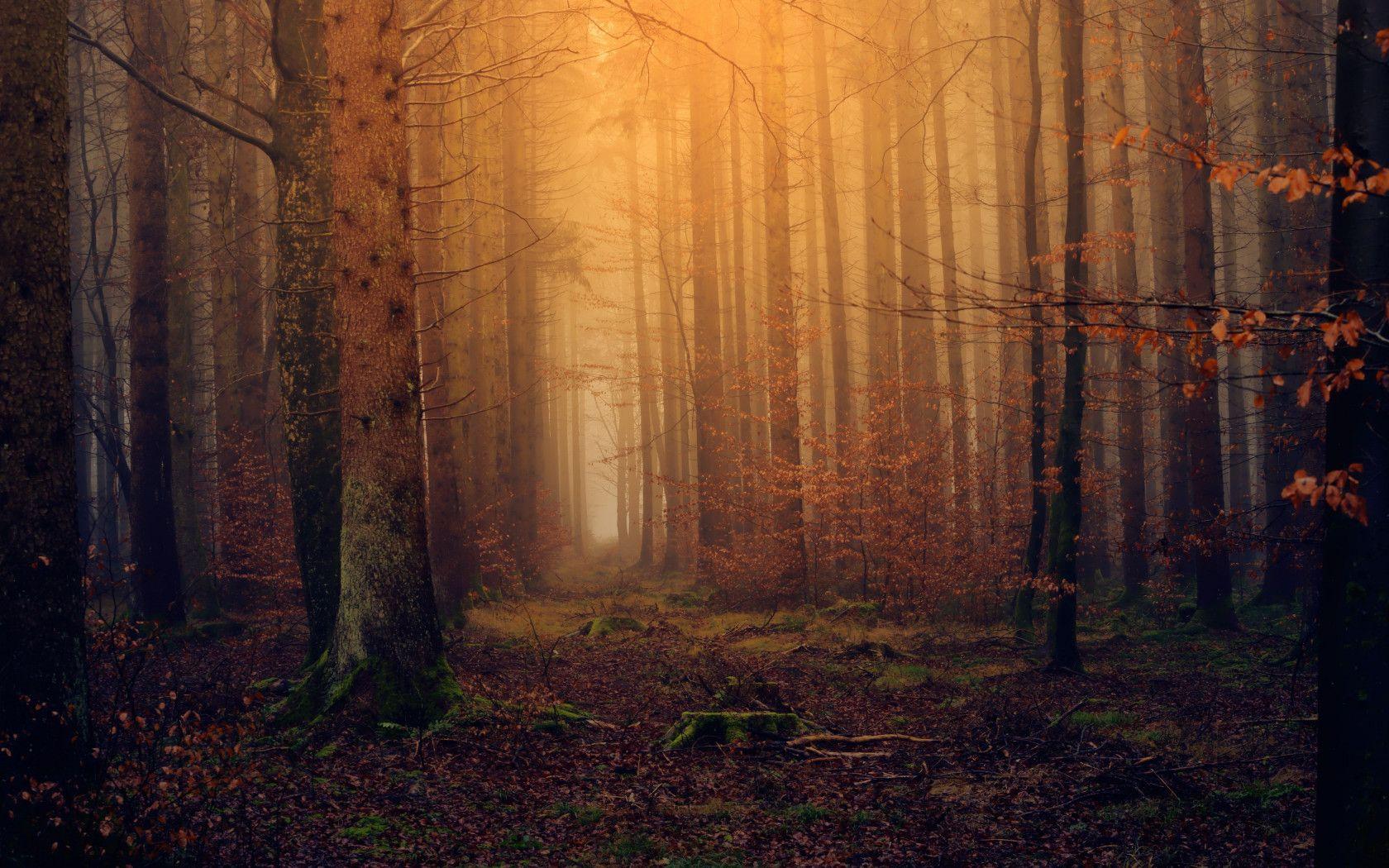 1680x1050 Download wallpaper: Landscape from dreamy forest 1680x1050