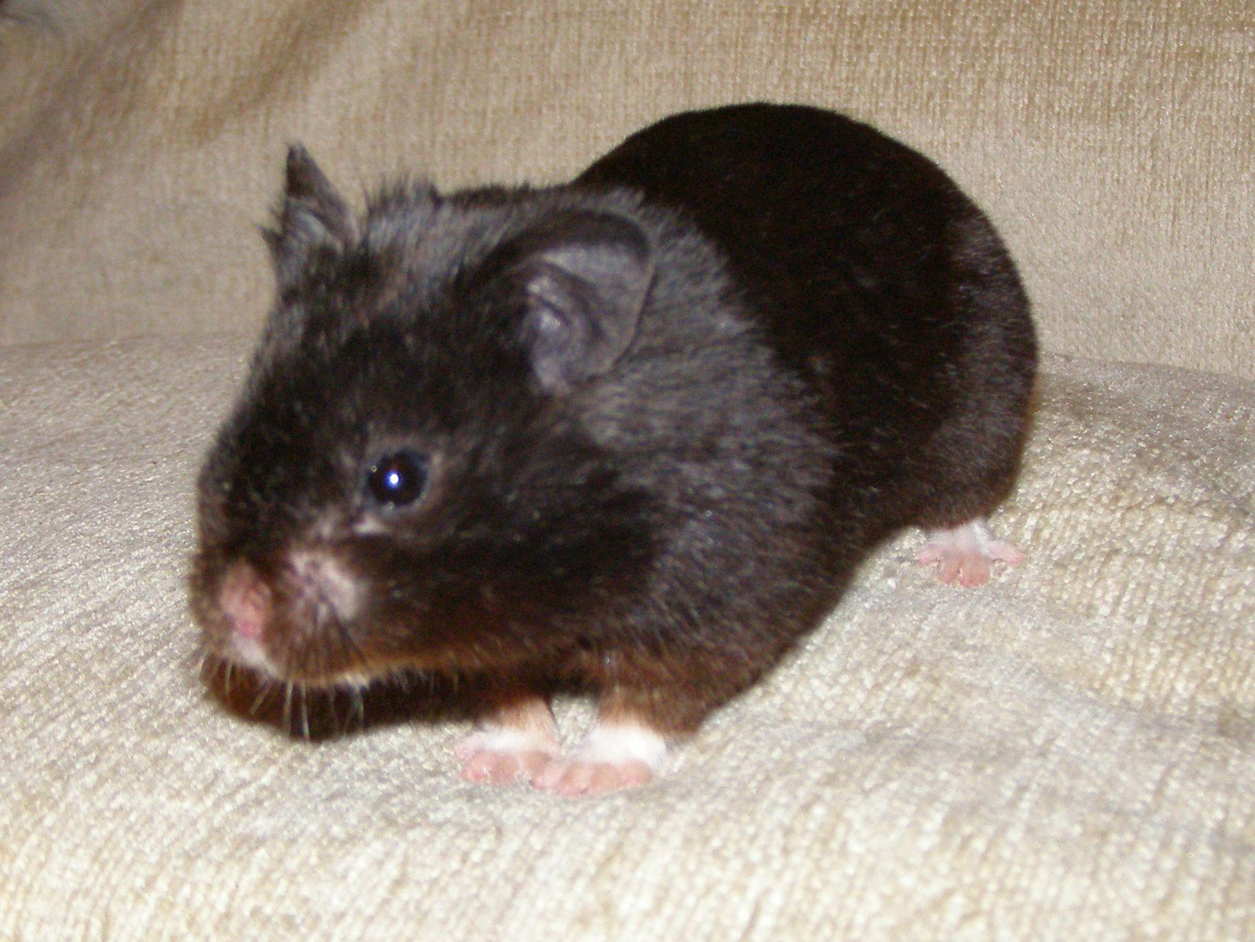 1822x1368 Src Image Mario03 Bear Hamster