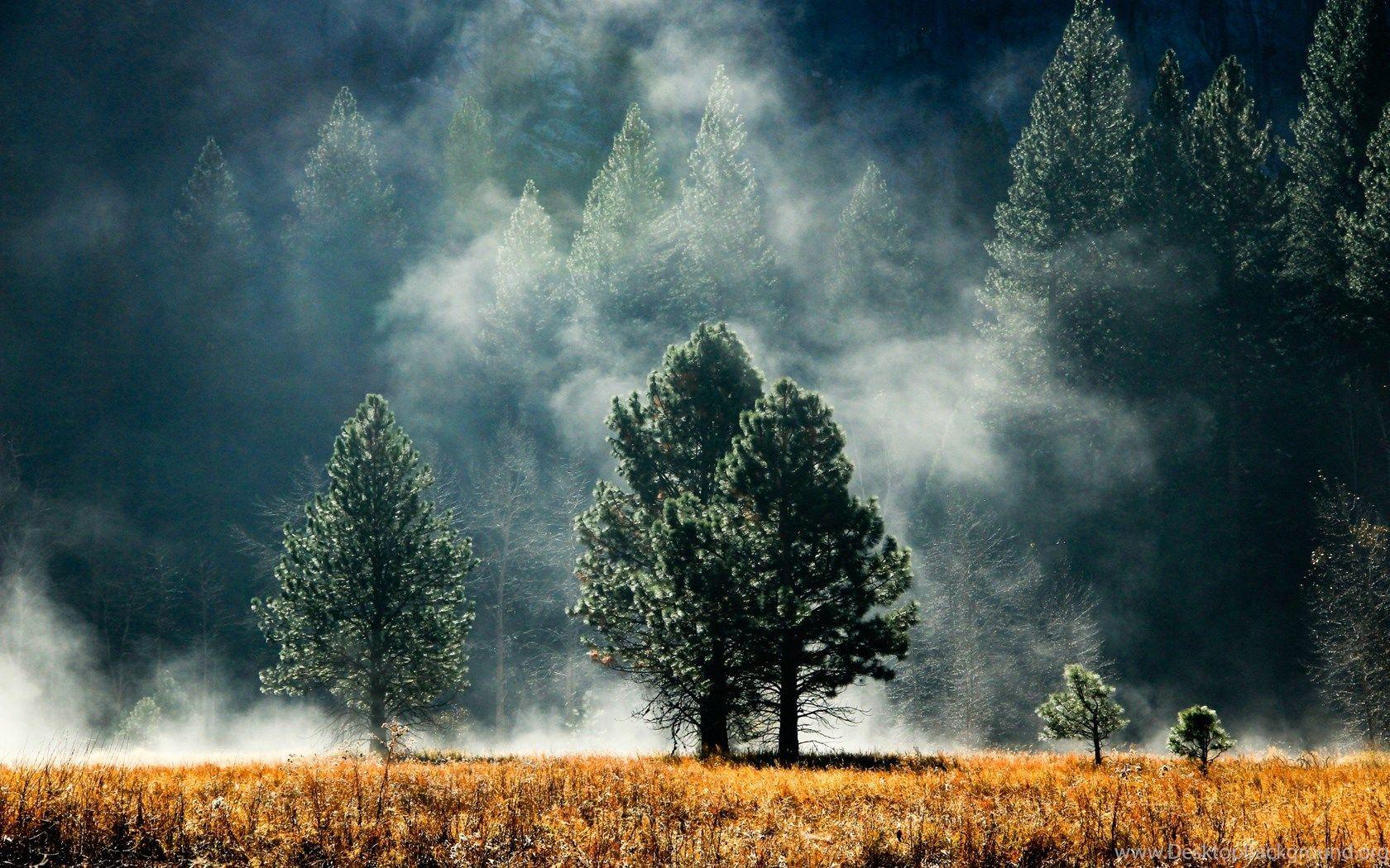 1680x1050 Trees Forest Fields Fog Wallpaper Desktop Background