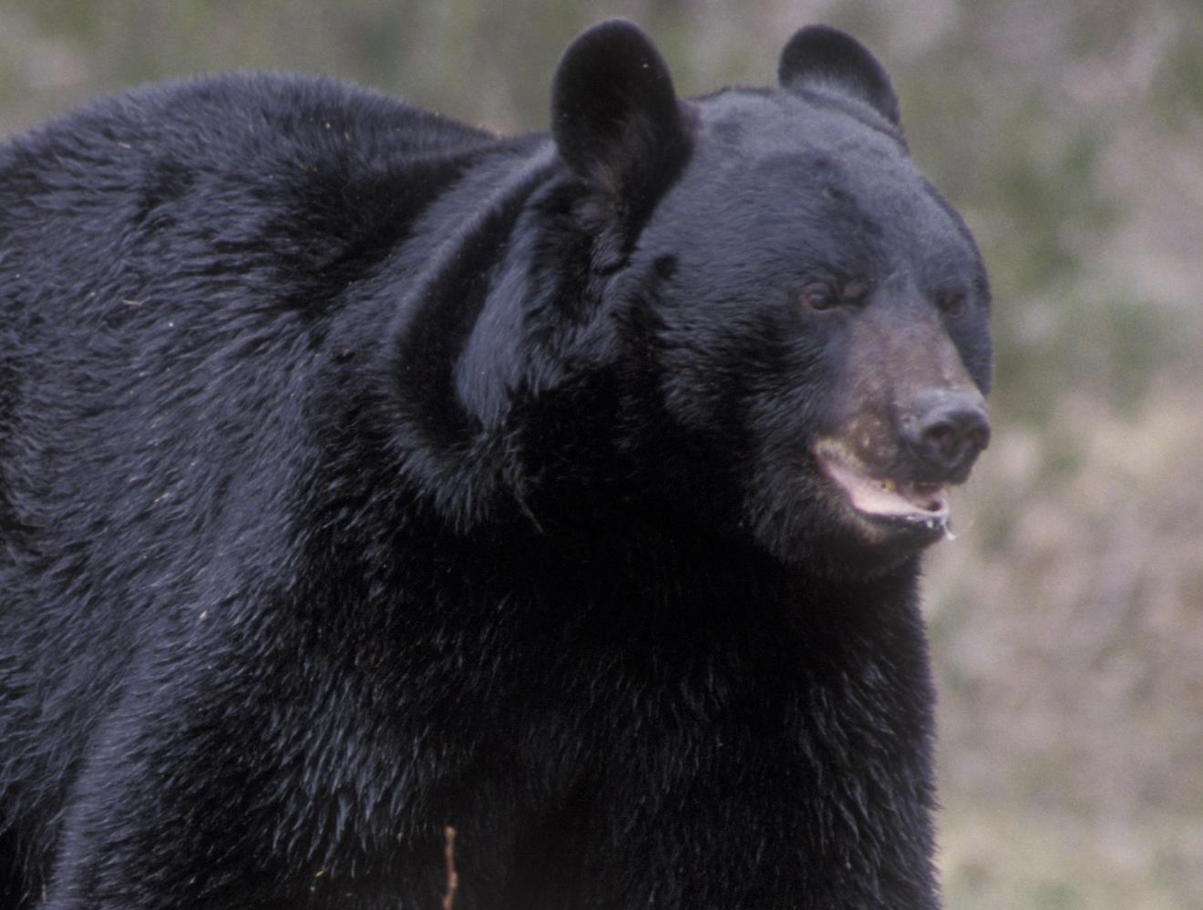 1320x999 Asian Black Bear Animal Image HD Photo Gallery