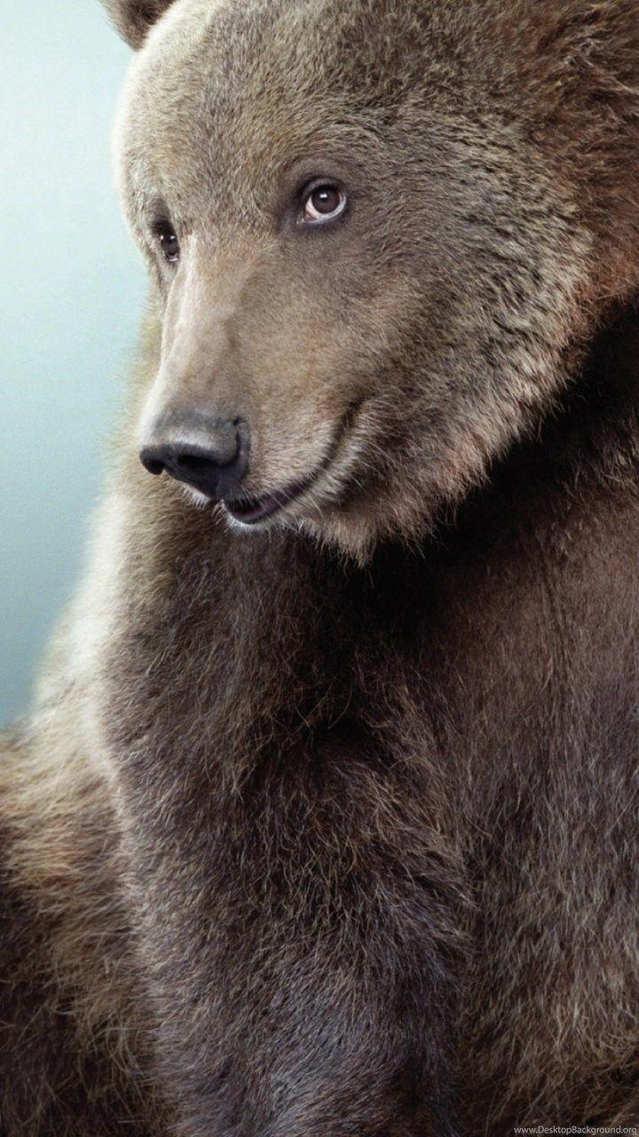 720x1280 Cute Black Bear Galaxy S3 Wallpaper (720x1280) Desktop Background