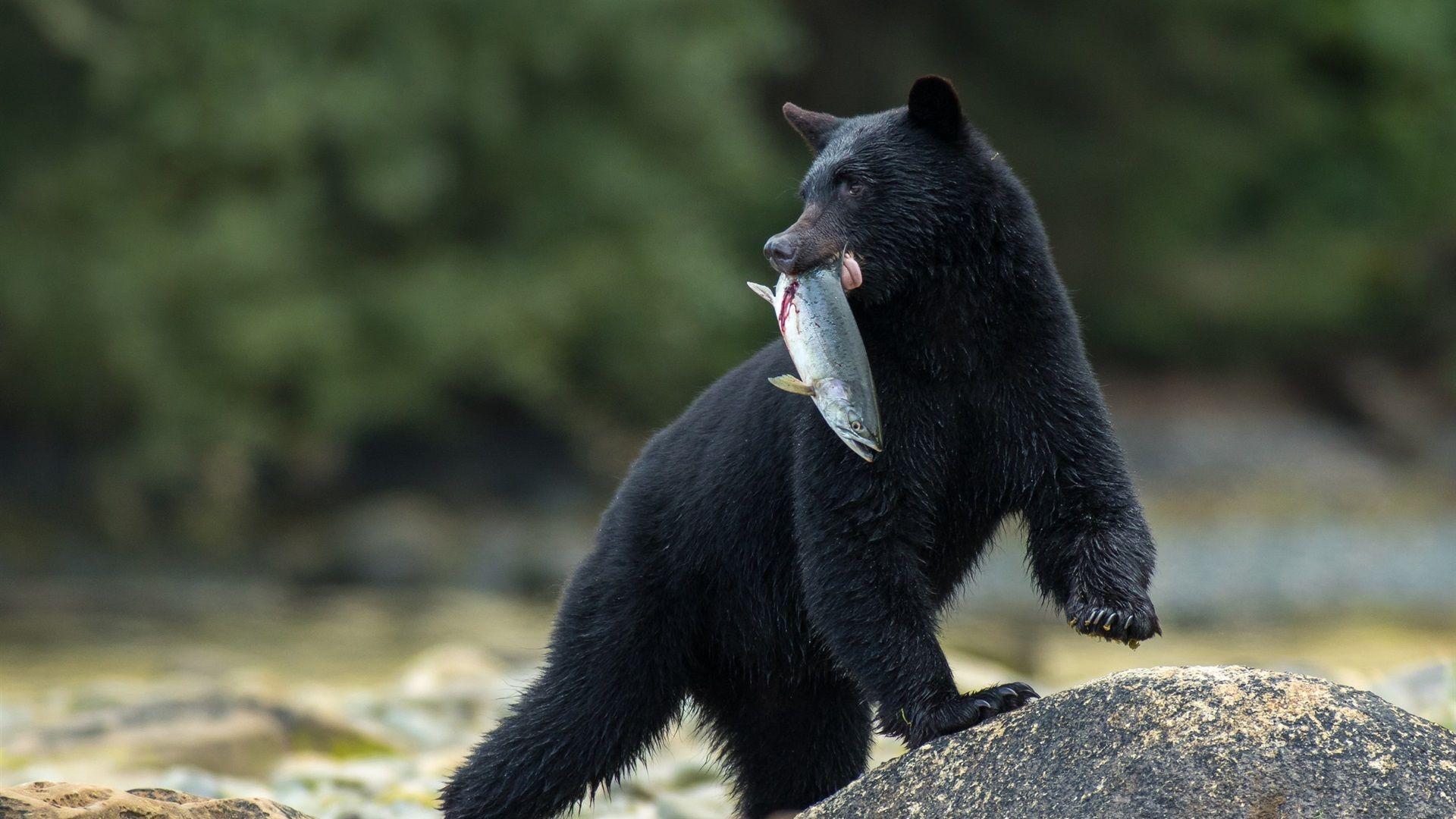 1920x1080 Wallpaper Black bear catch a fish 1920x1200 HD Picture, Image